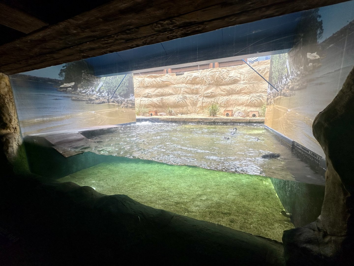 Little Blue Penguin Exhibit