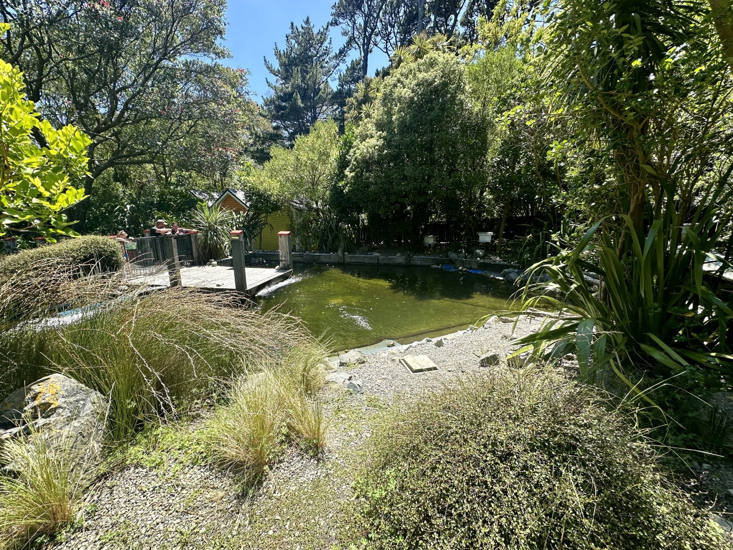 Little Blue Penguin Exhibit
