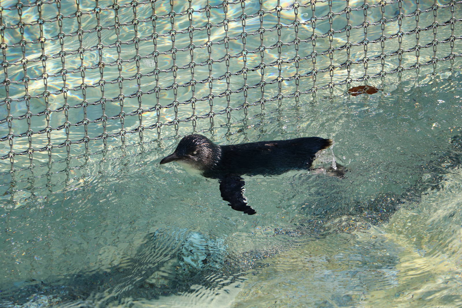 Little blue penguin, February 2016