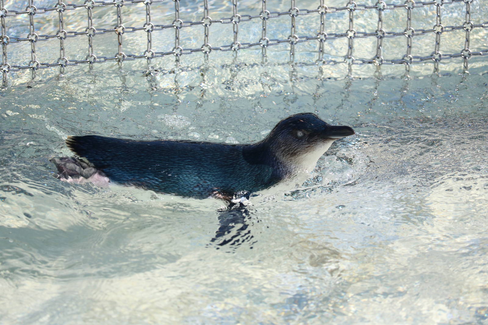 Little blue penguin, February 2016