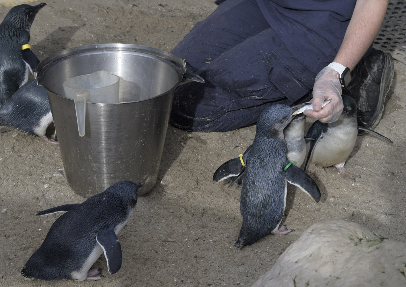 Little blue penguin feed