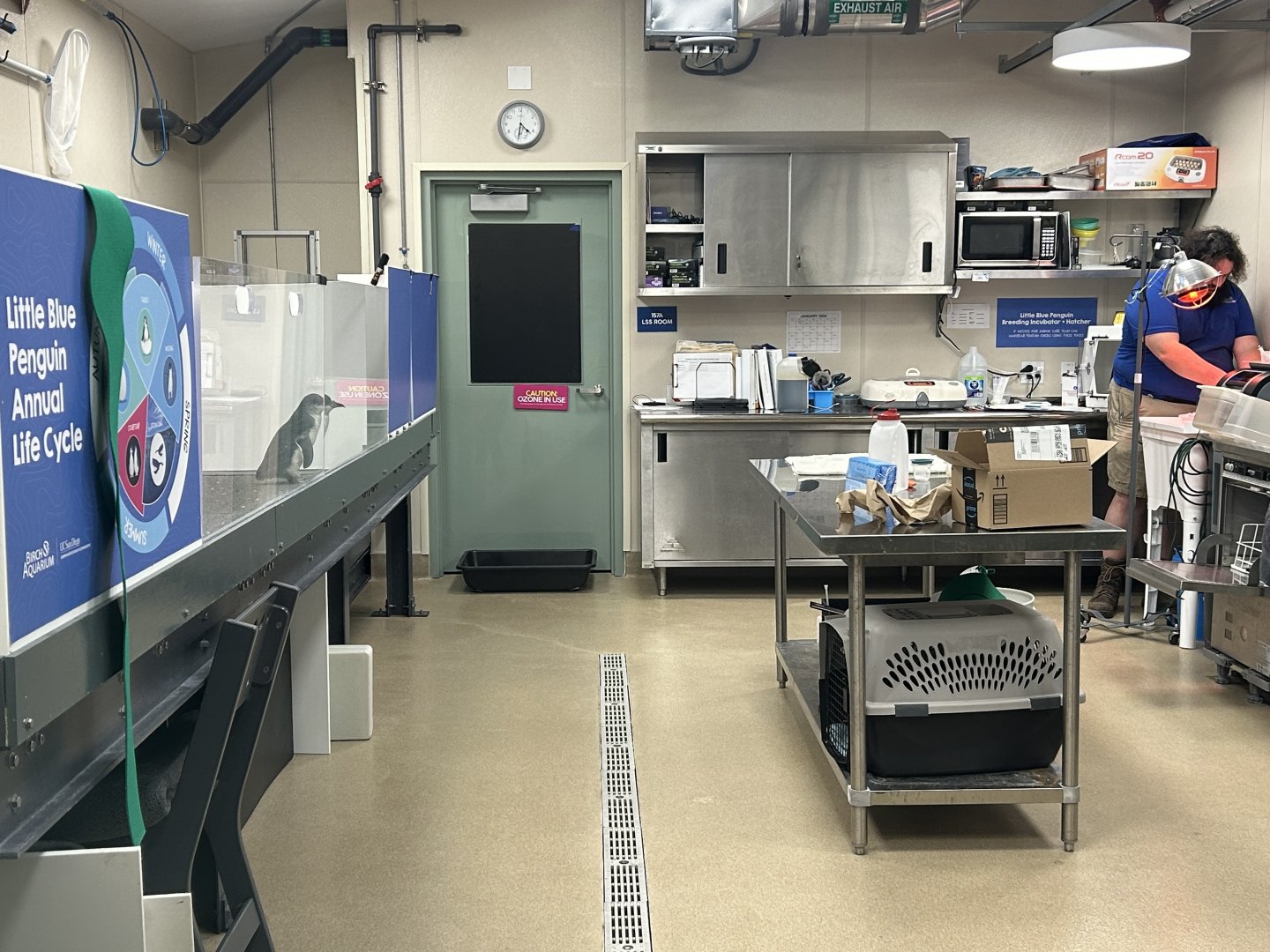 Little Blue Penguin Holding