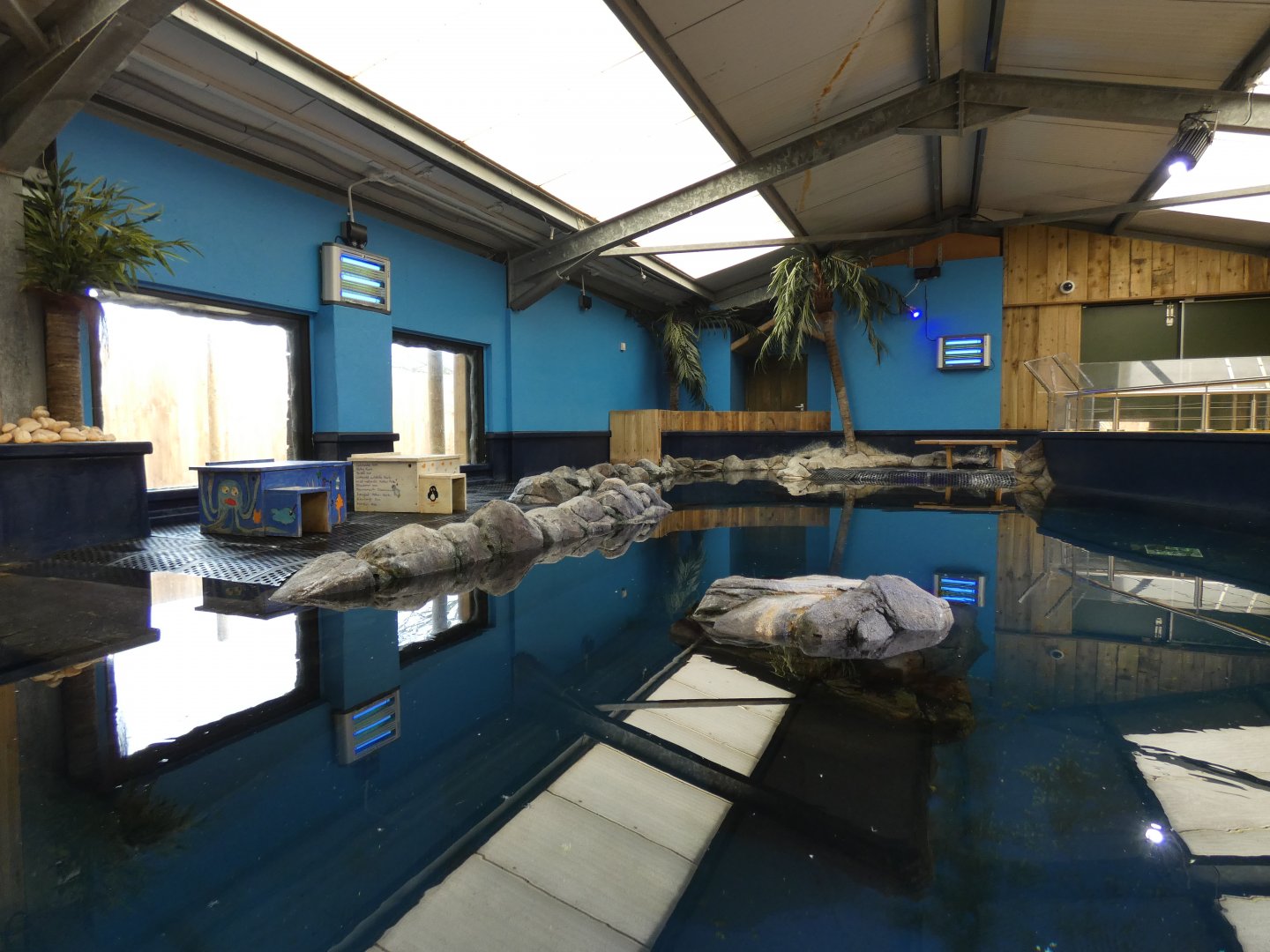 Little Blue Penguin indoor pool