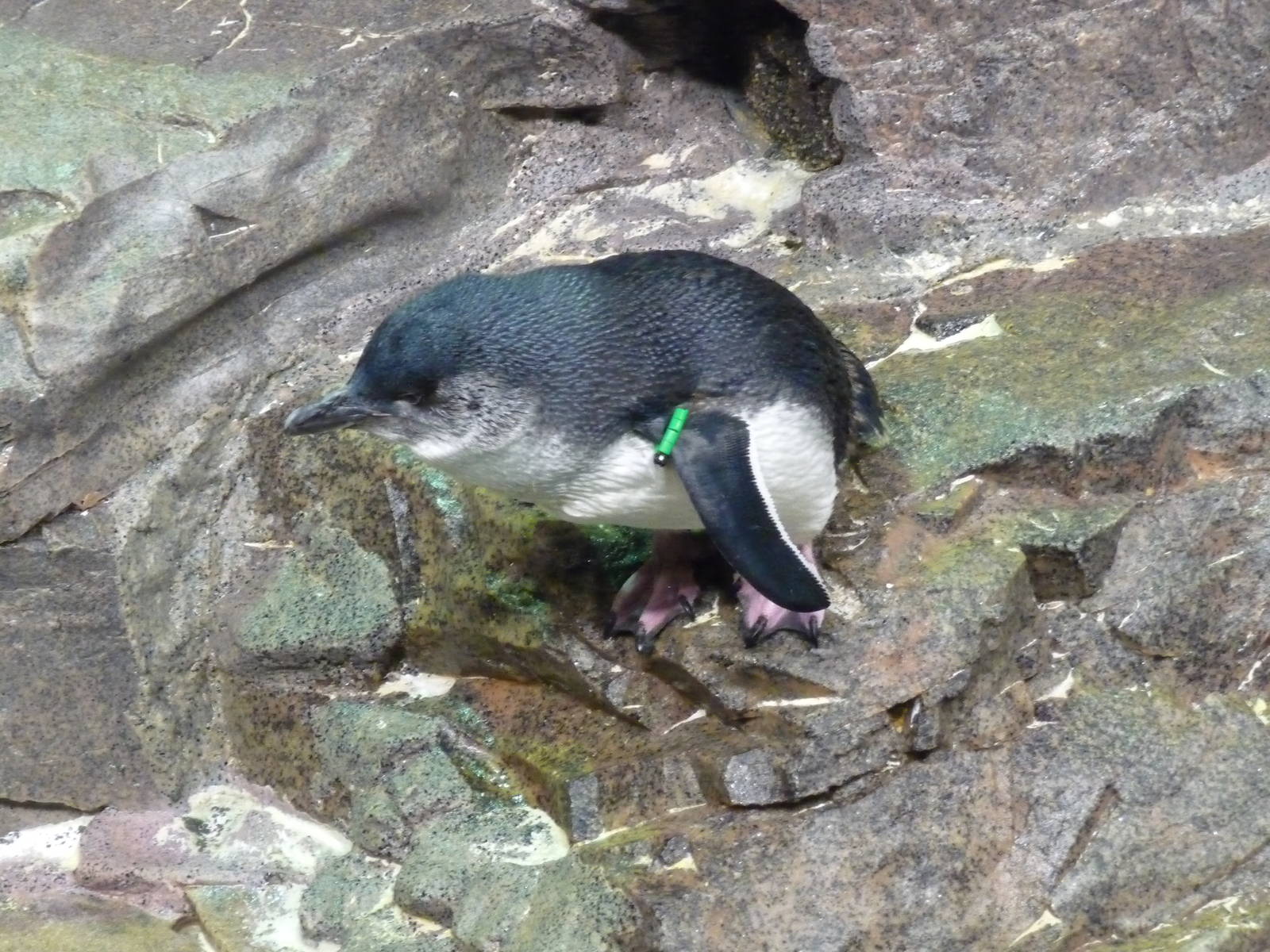 Little blue penguin new england aquarium