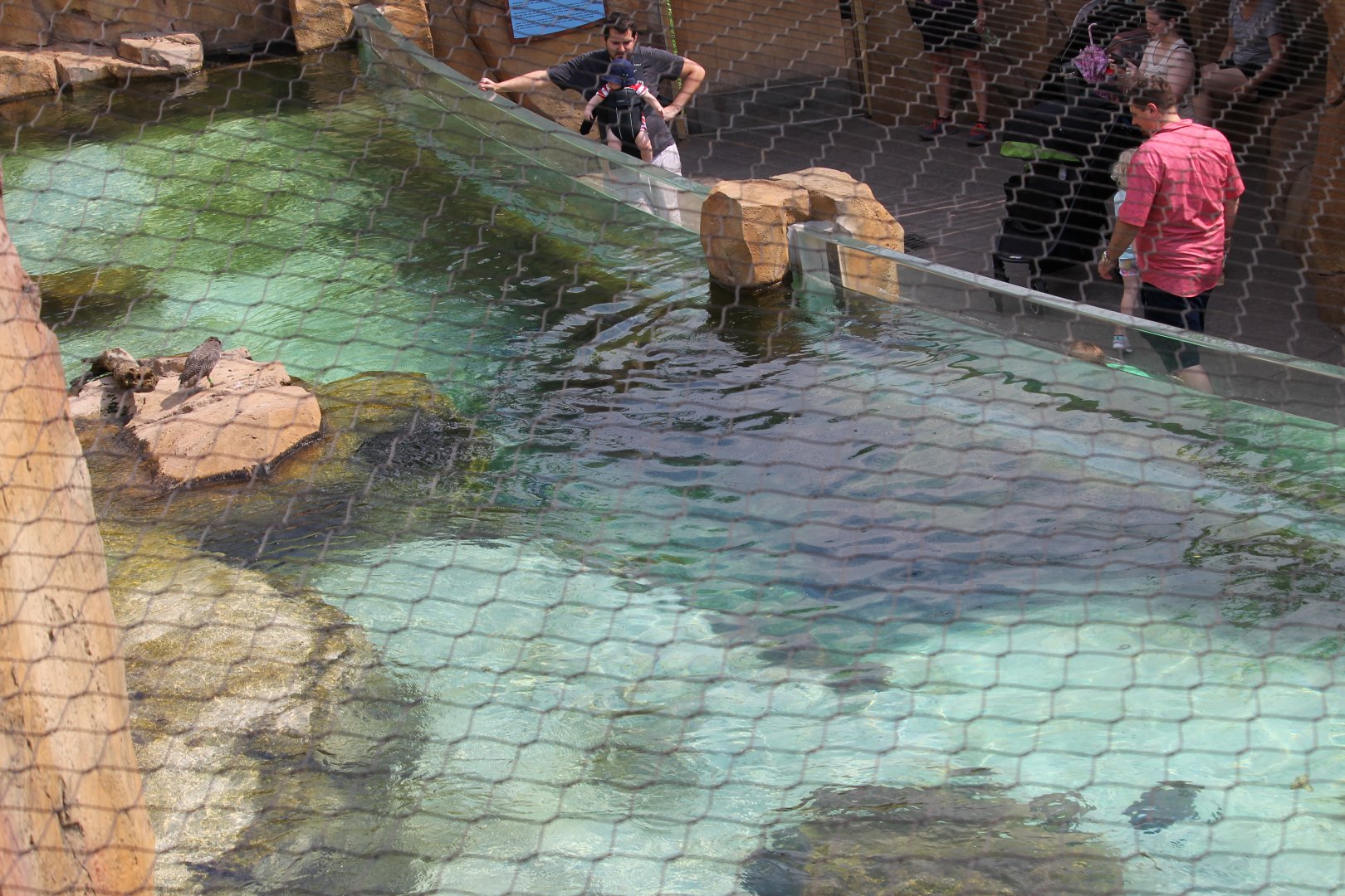 Little blue penguin pool overview