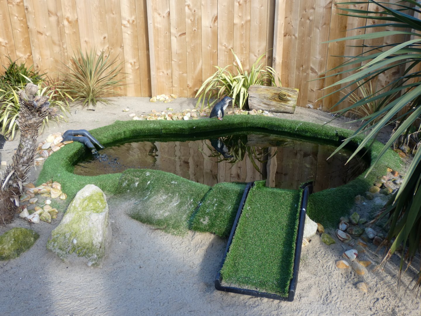 Little Blue Penguin pool