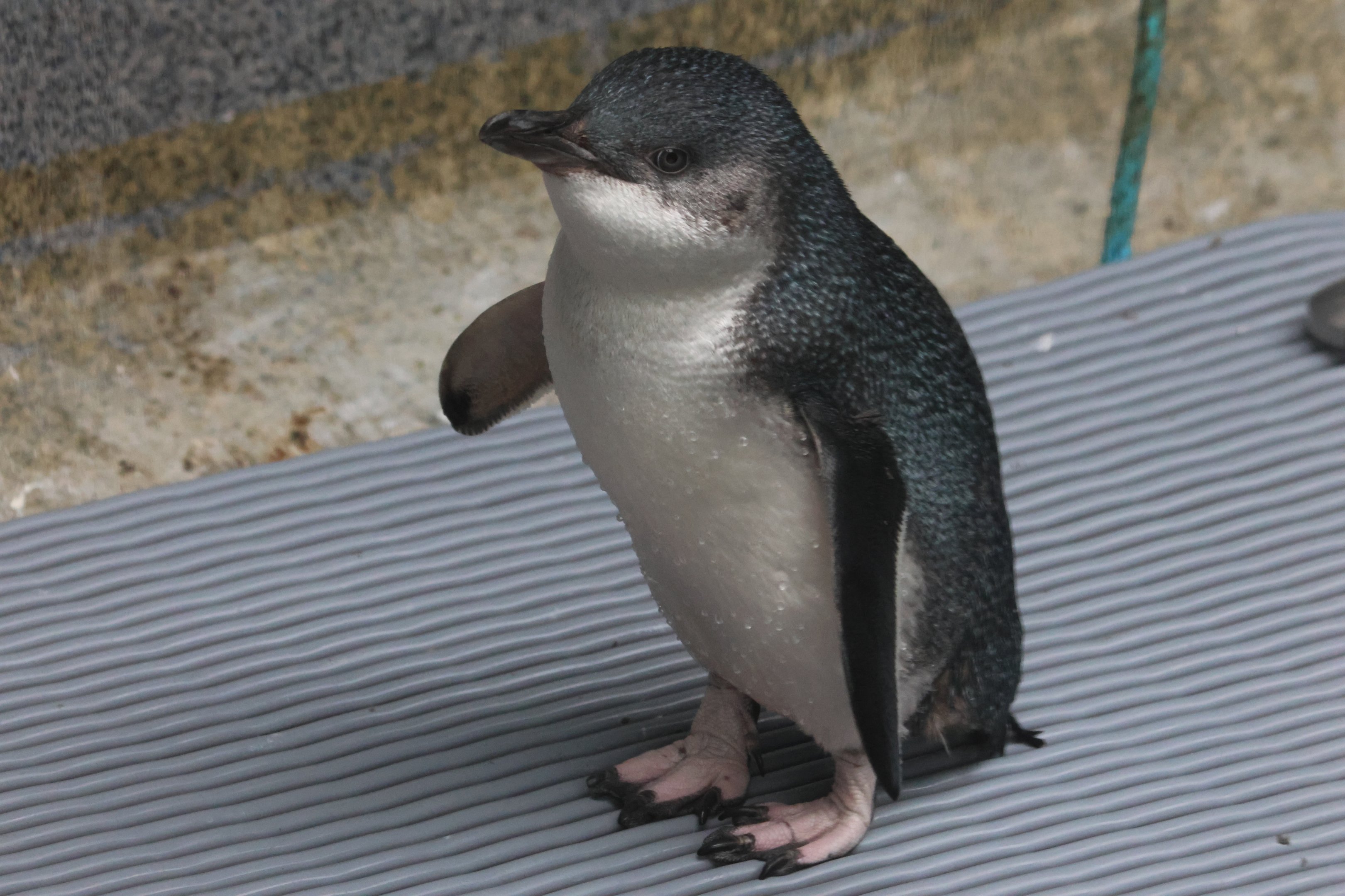 Little Blue Penguin (rehab bird at The Nest)