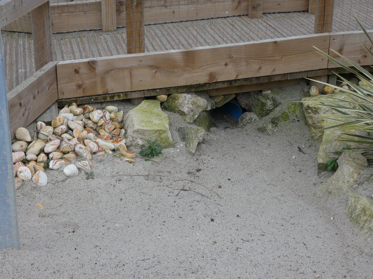 Little Blue Penguin tunnel under visitor path