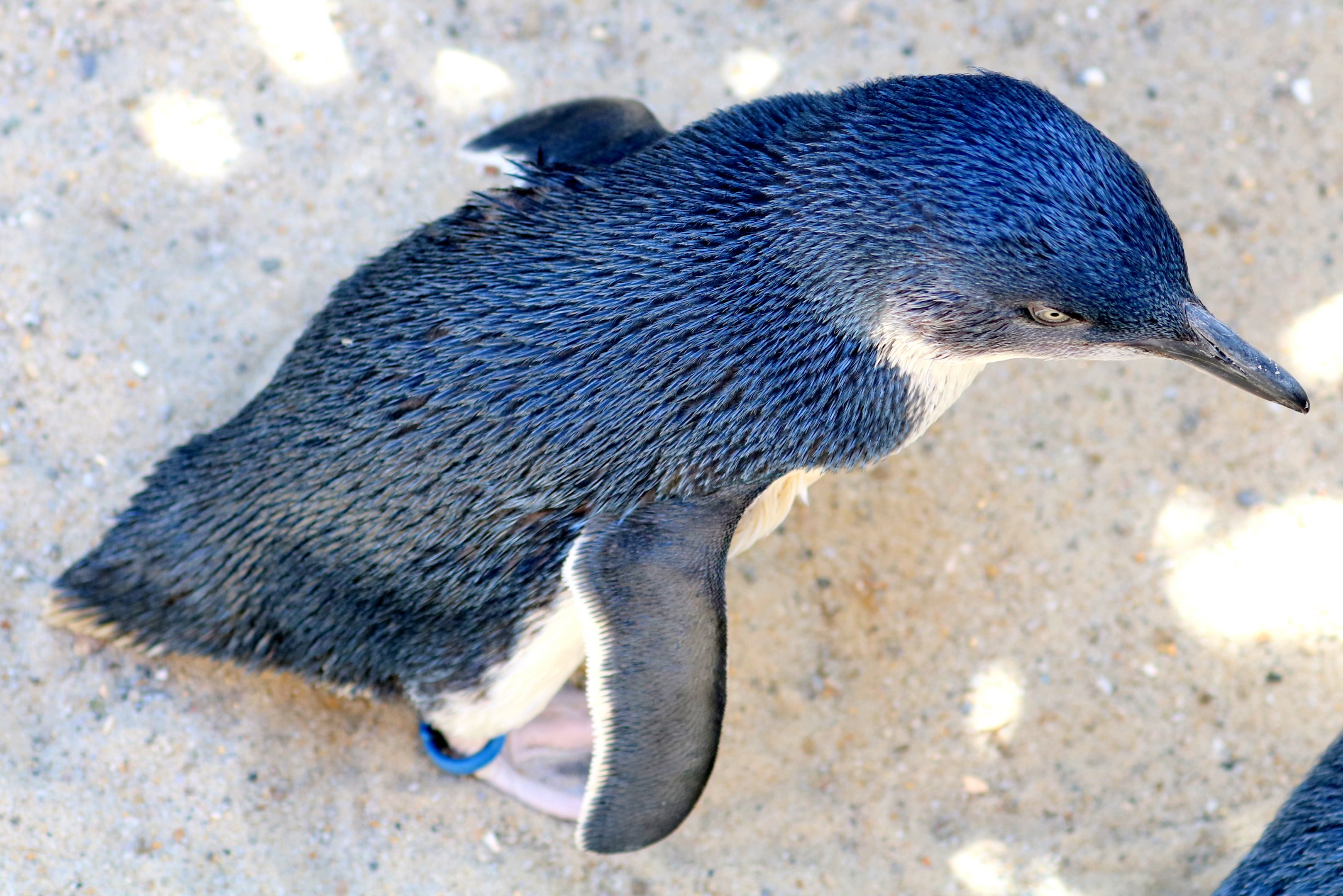 Little blue penguin; Weymouth; 23rd June 2018