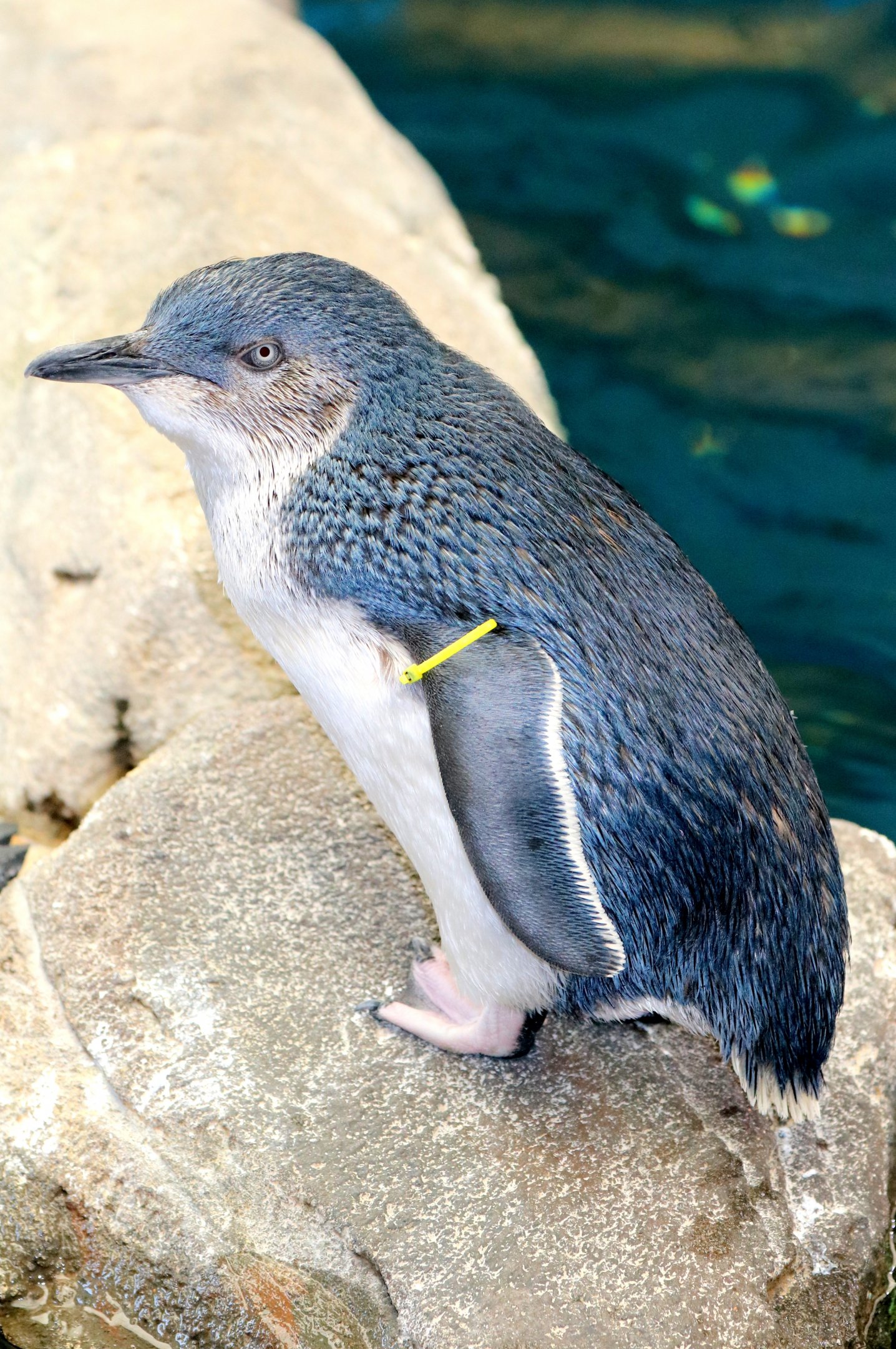 Little blue penguin; Weymouth; 23rd June 2018