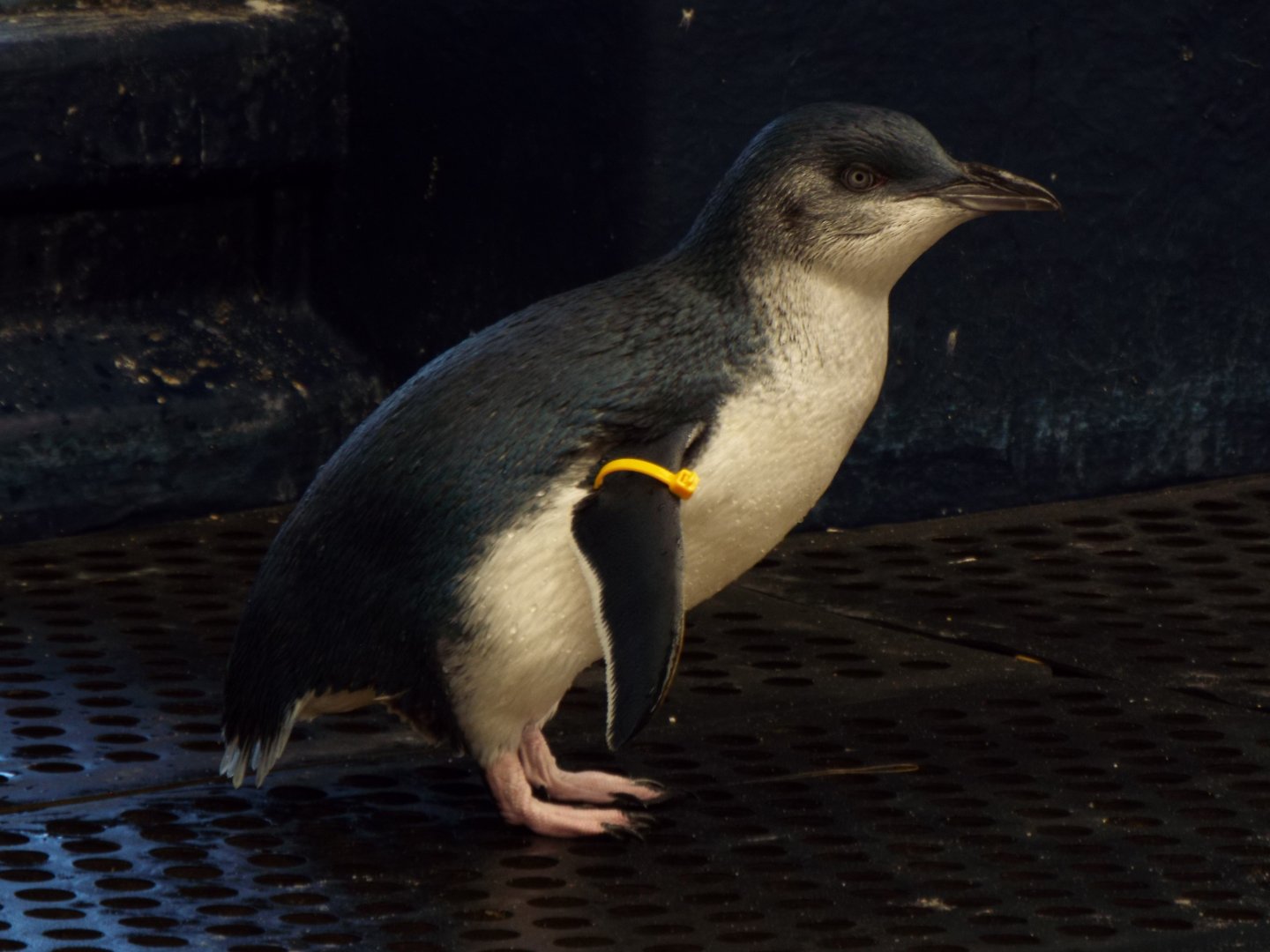 Little Blue Penguin - Weymouth Sea Life