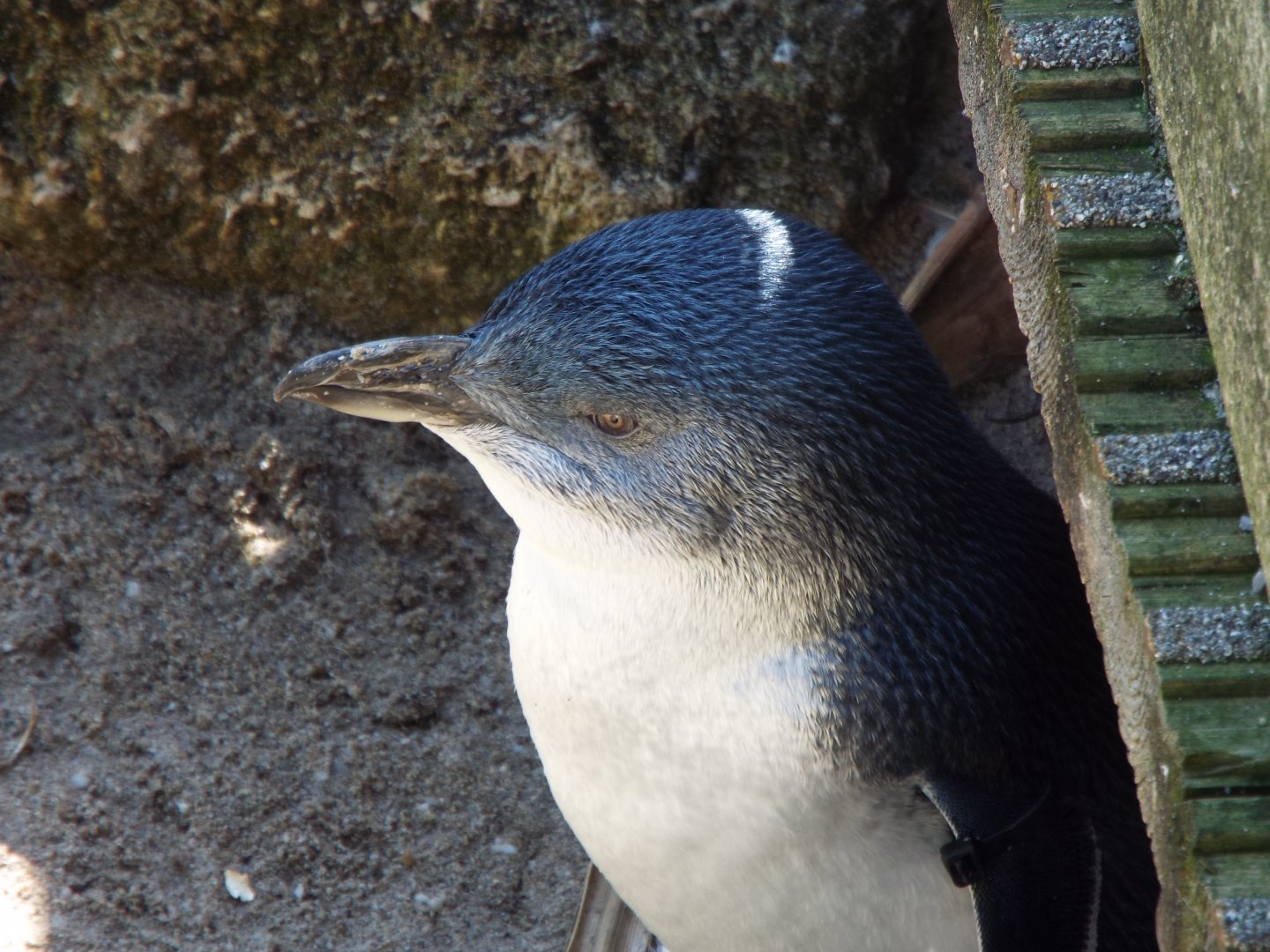 Little Blue Penguin - Weymouth Sea Life