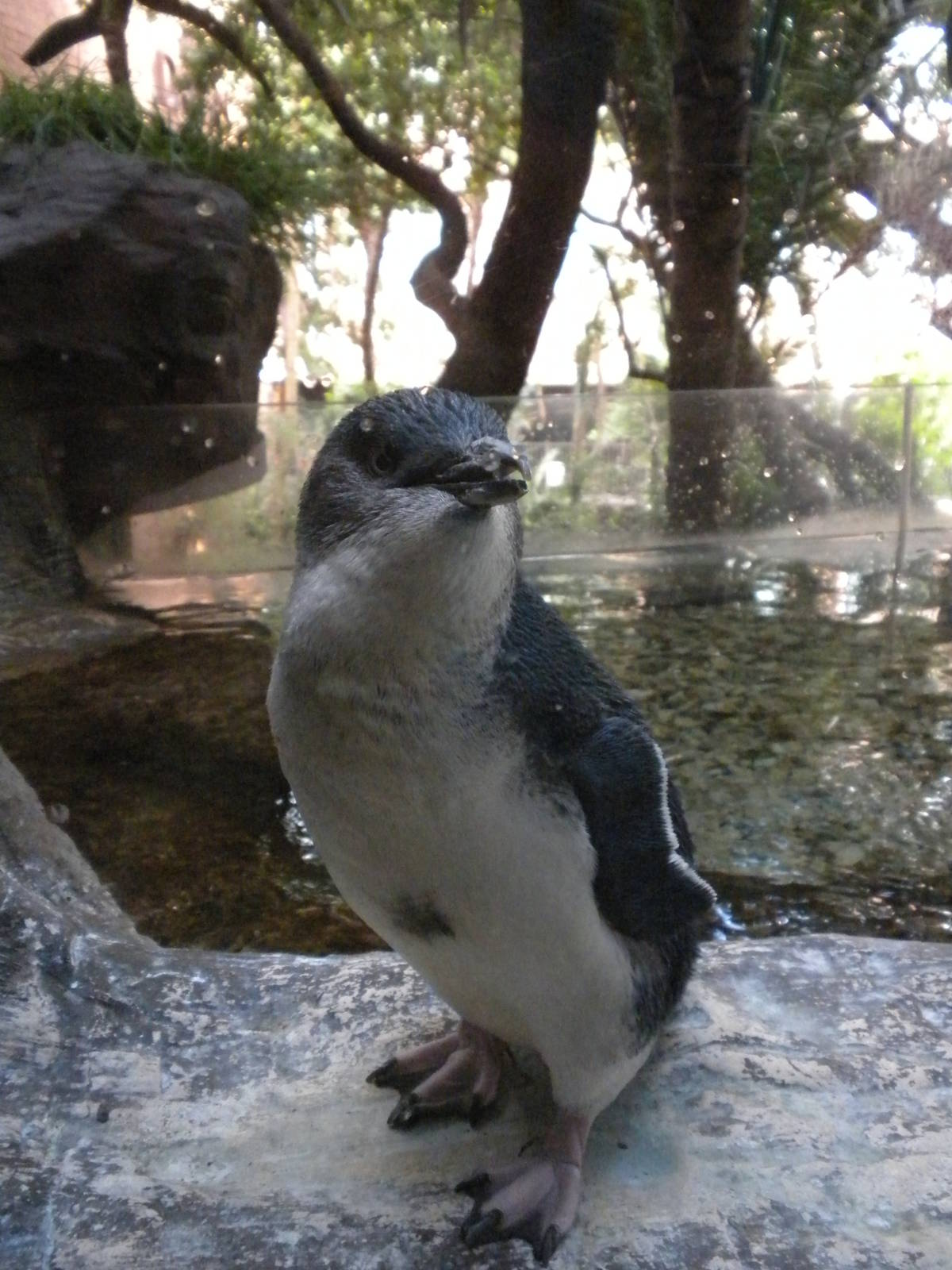 Little Blue Penguin