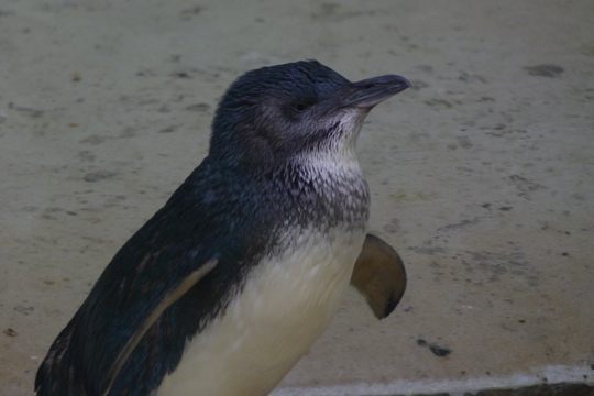 Little blue penguin