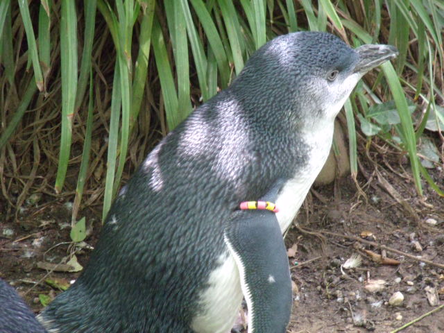 Little Blue Penguin