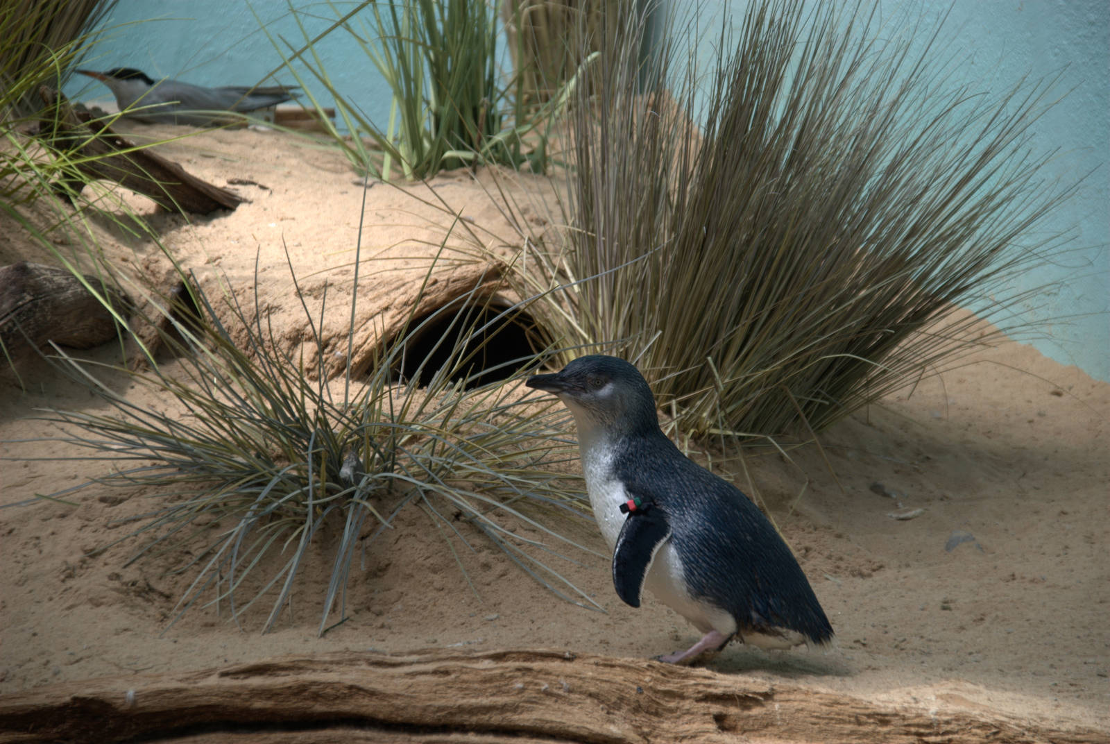 Little Blue Penguin