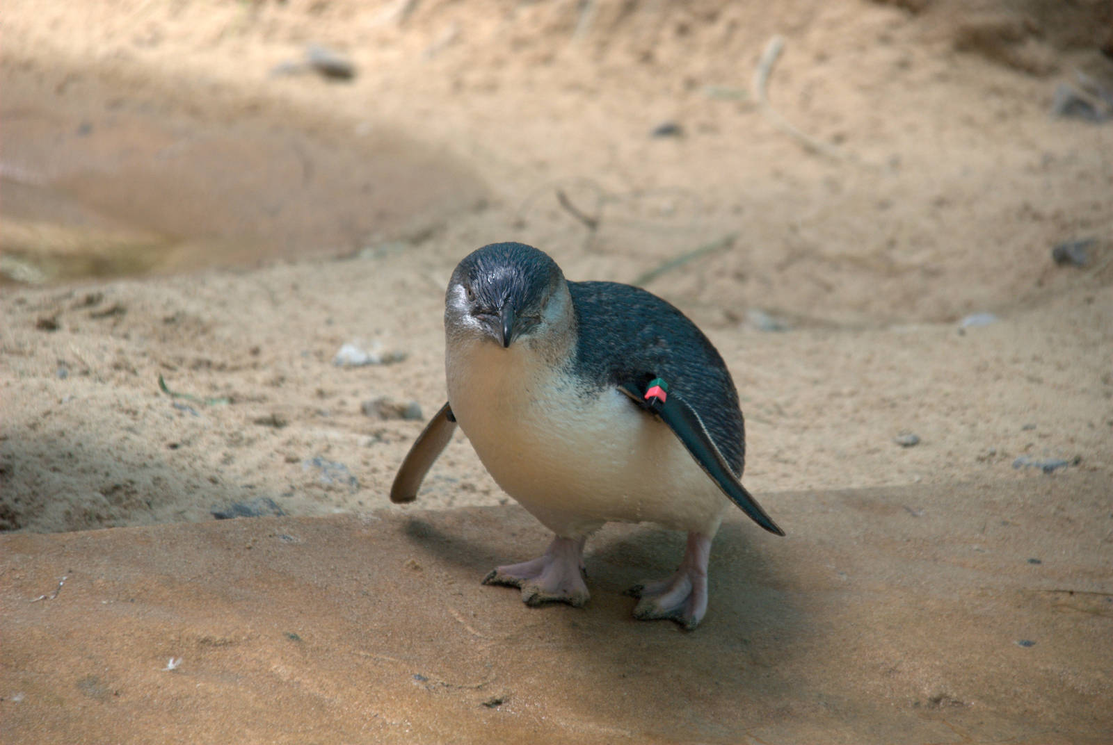 Little Blue Penguin