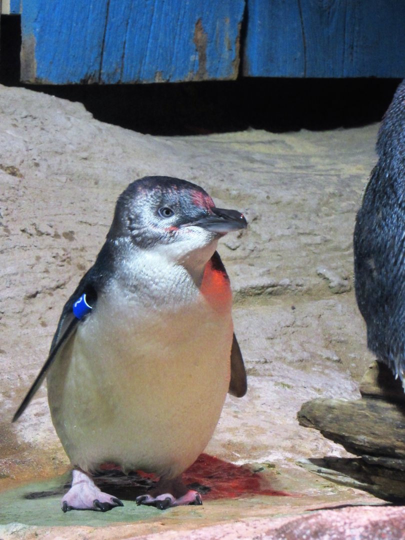 Little Blue Penguin
