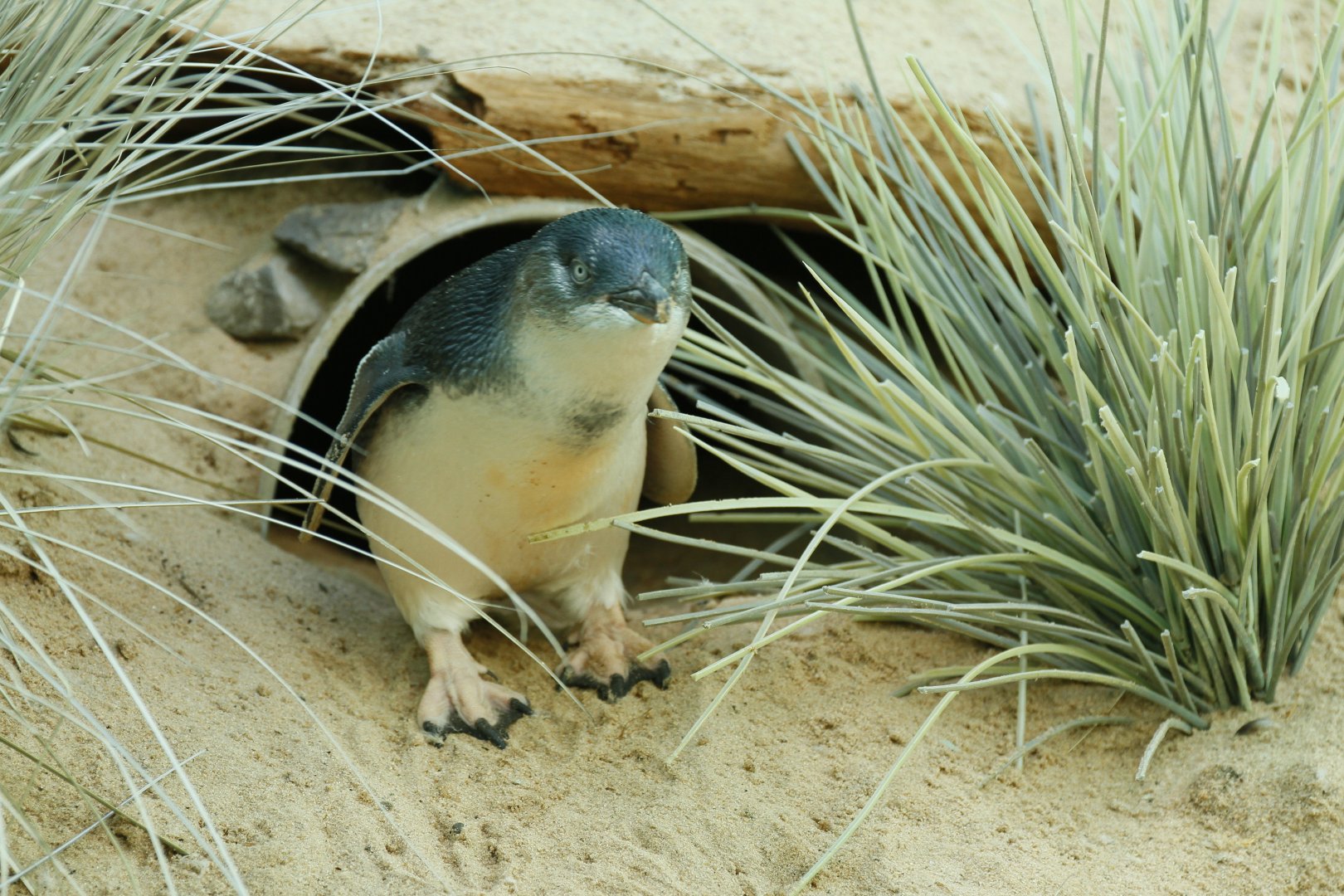 Little blue penguin