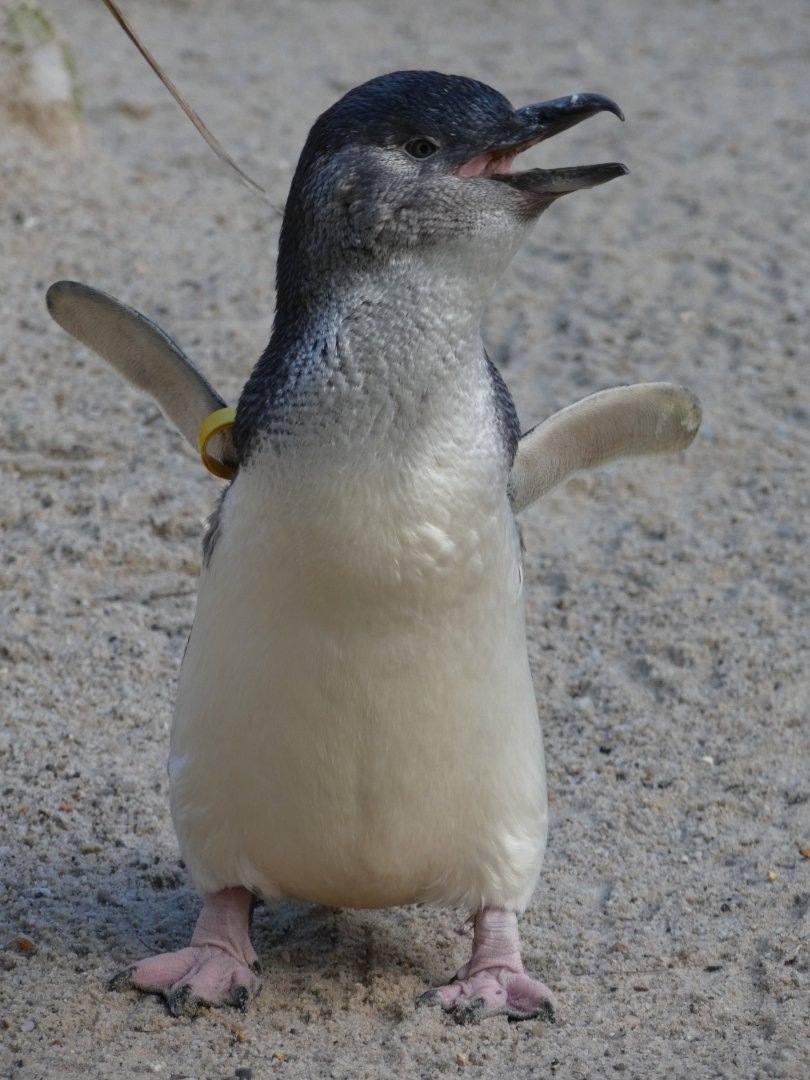 Little Blue Penguin