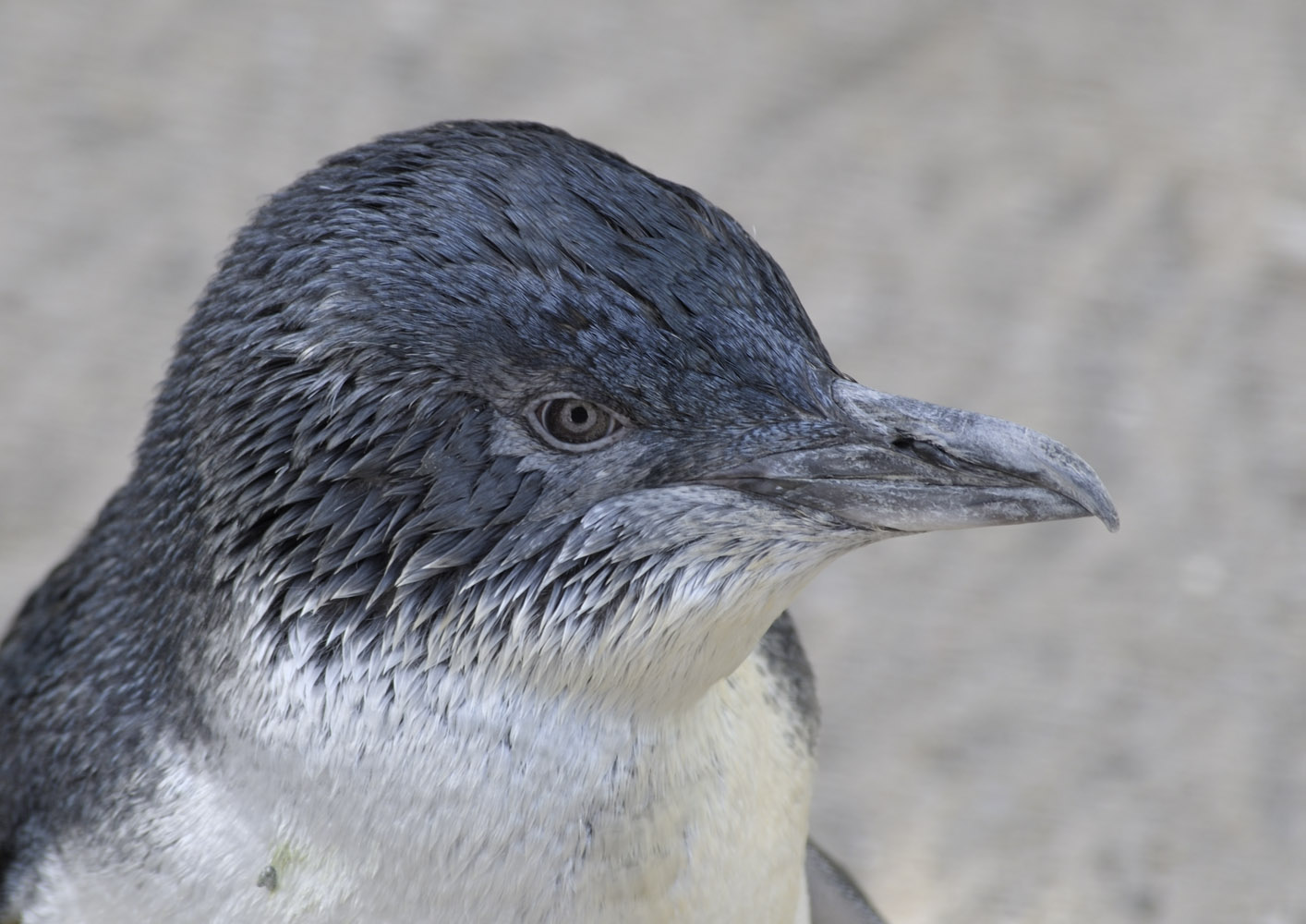 Little blue penguin