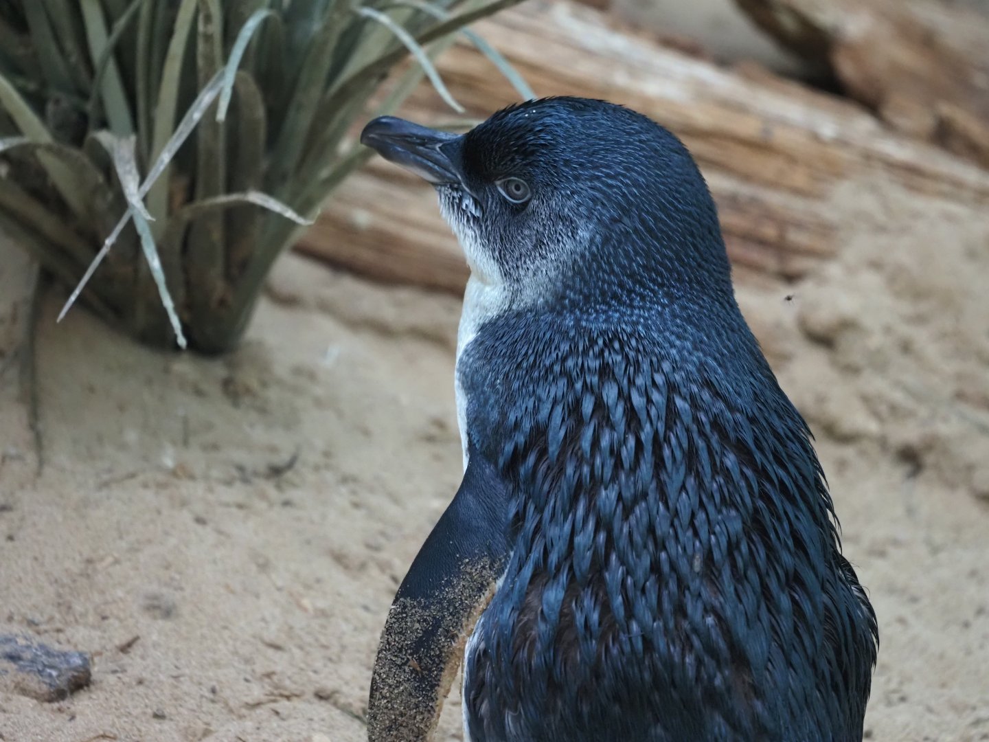 Little Blue Penguin