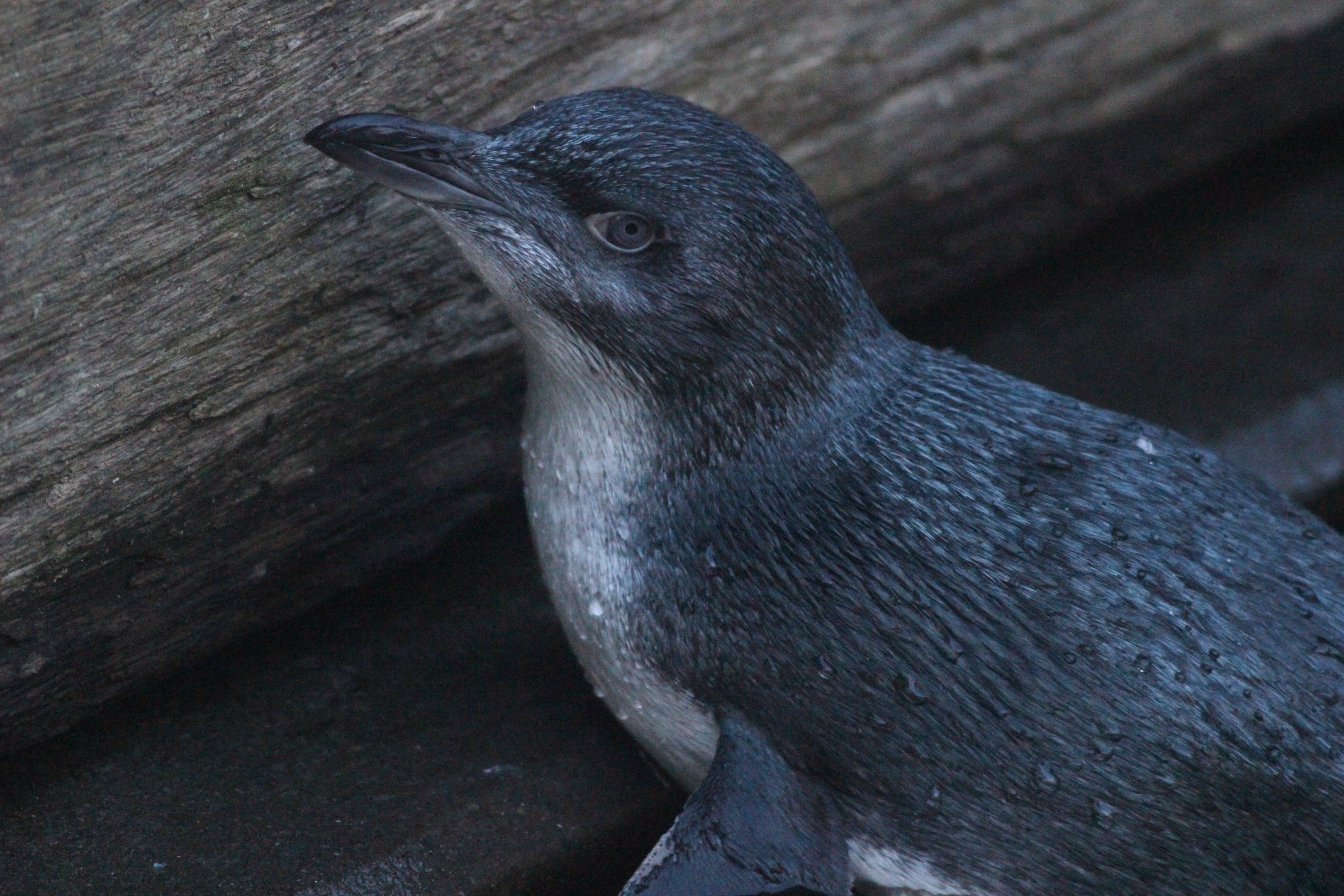 Little Blue Penguin