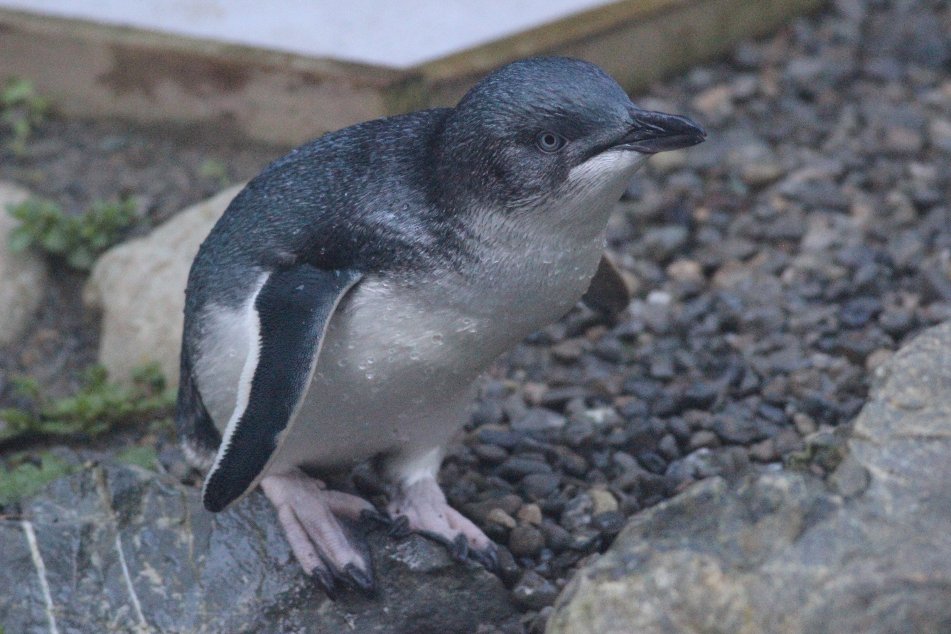 Little Blue Penguin