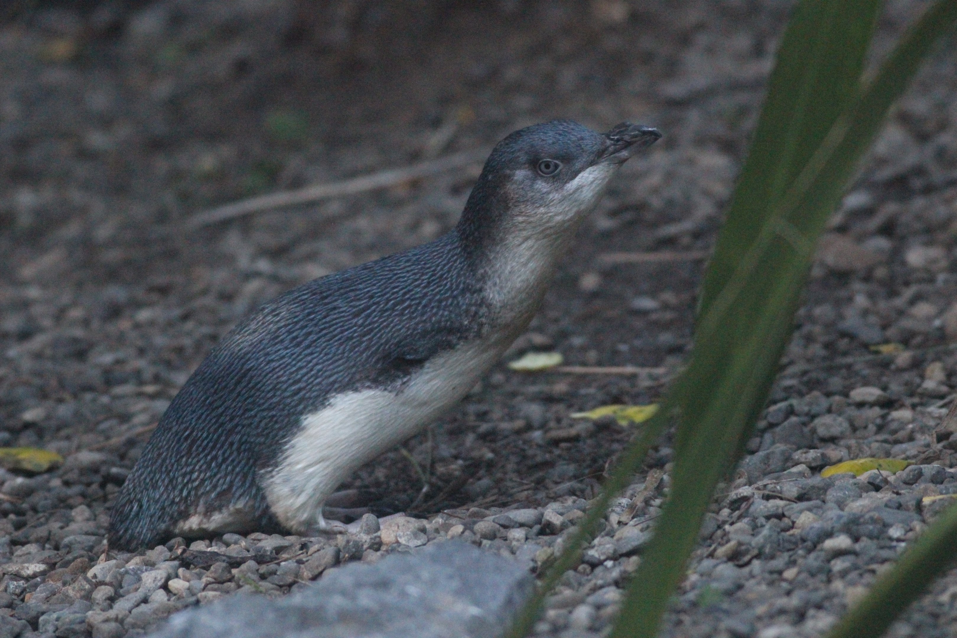 Little Blue Penguin