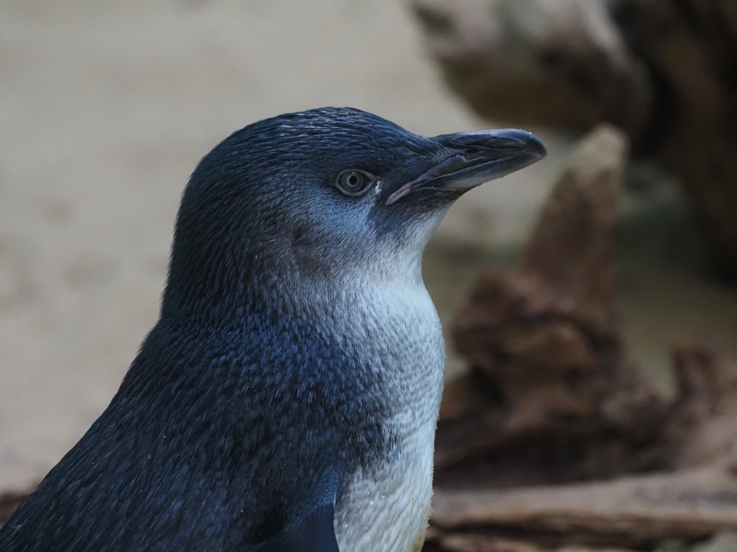 Little Blue Penguin