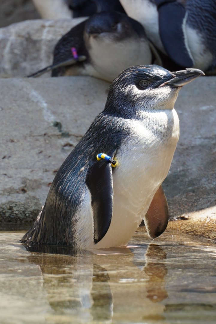 Little Blue Penguin