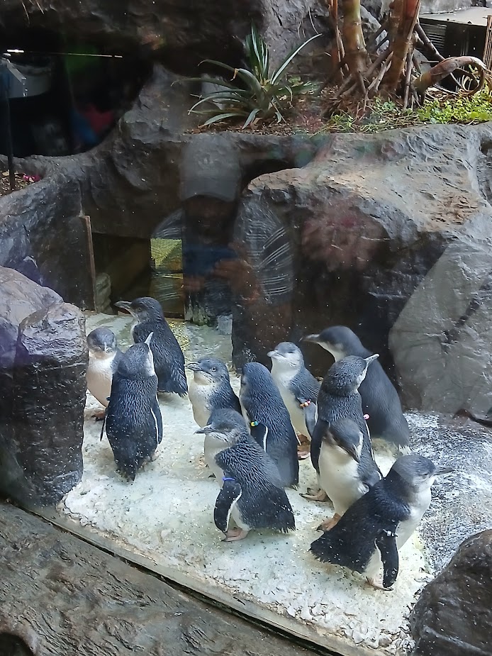 Little blue Penguins (12/30/24)