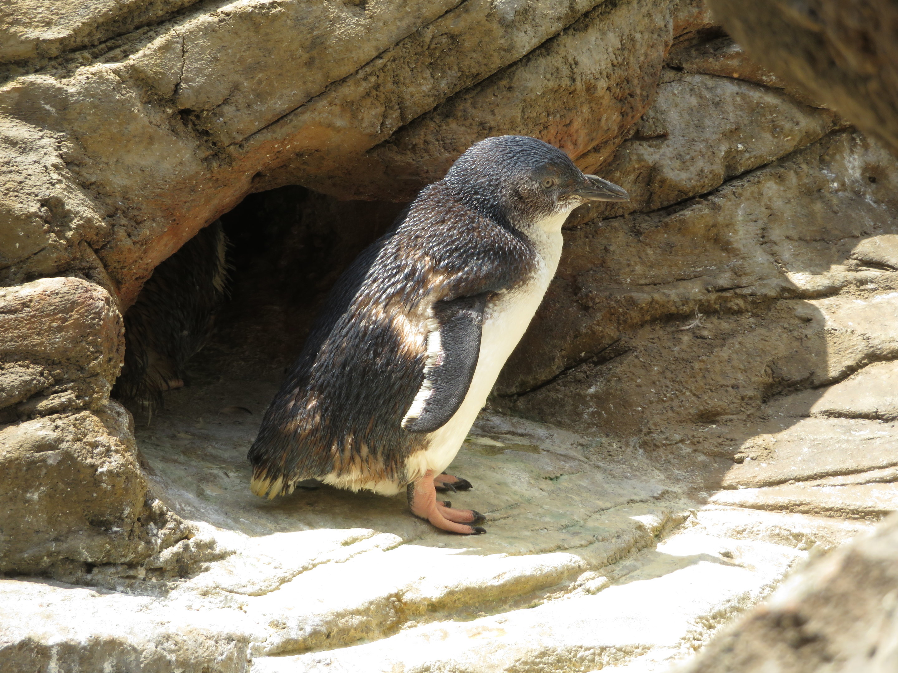 Little Blue Penguins at Nest