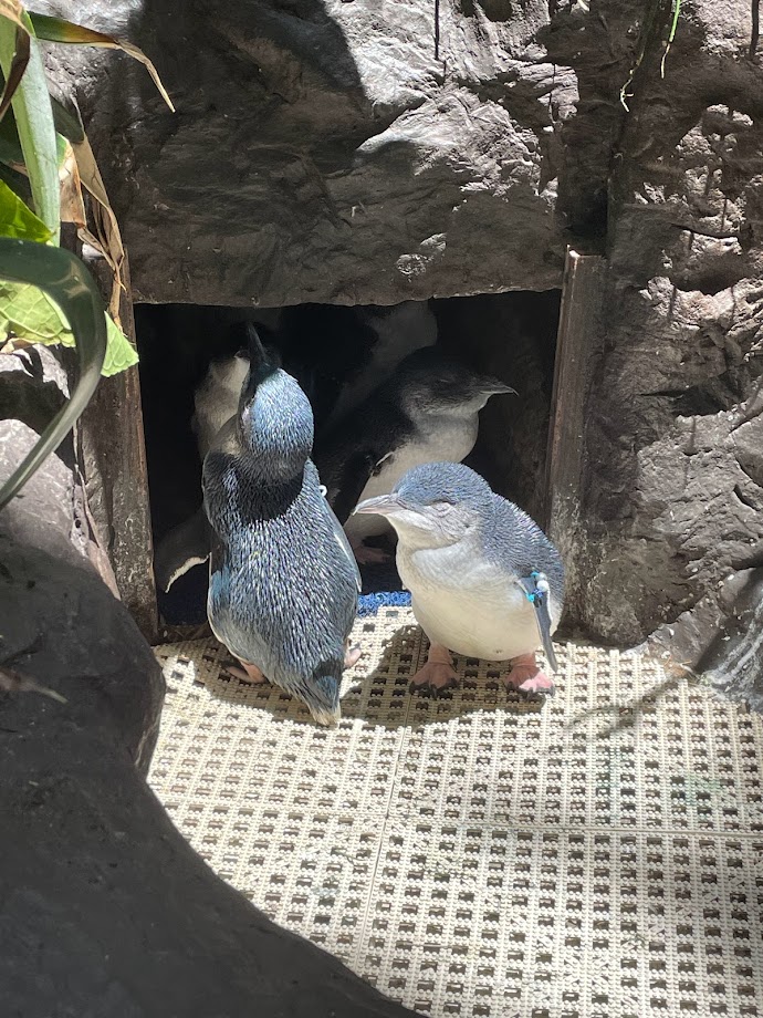 Little Blue Penguins at the Gift Shop