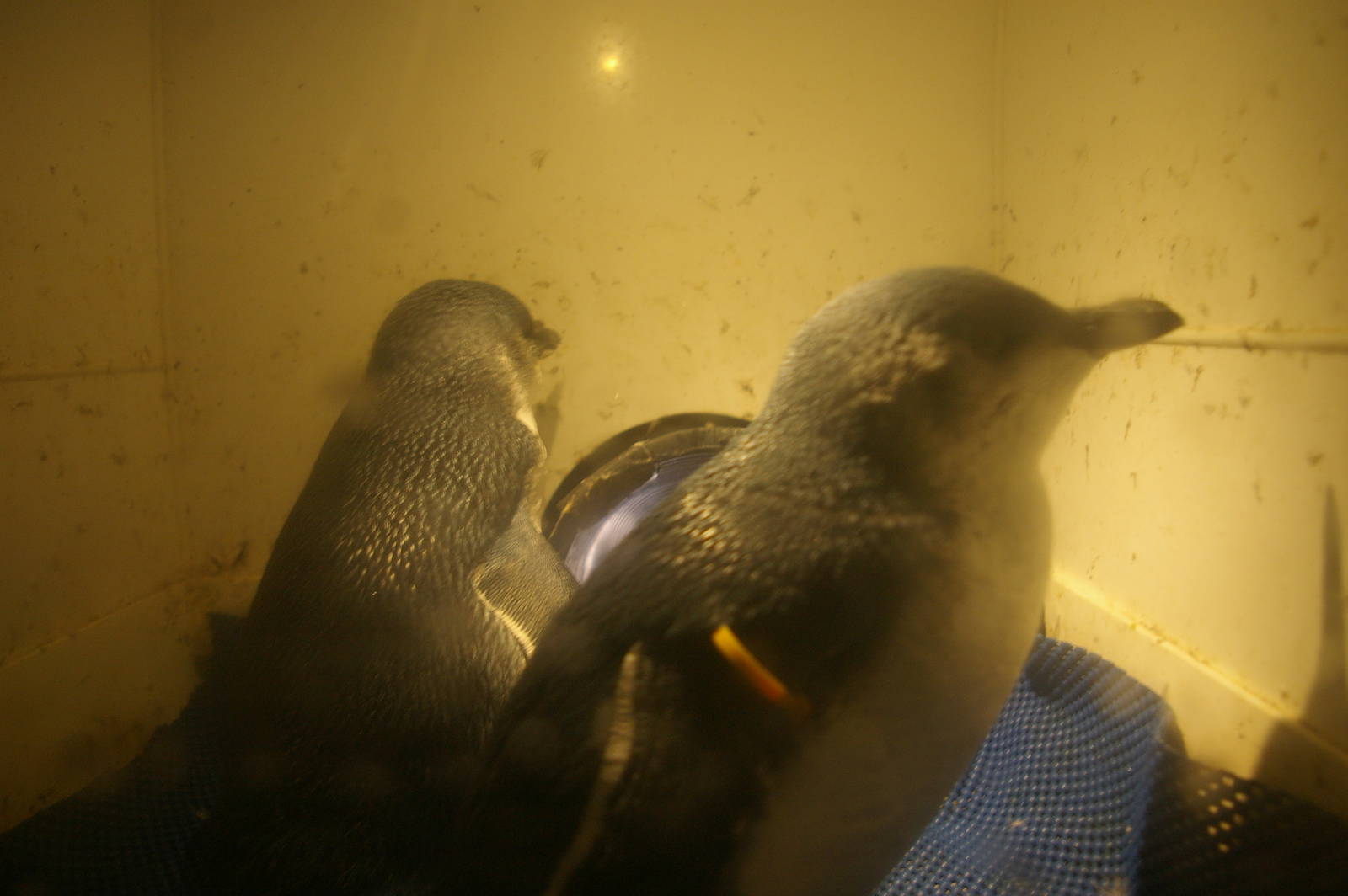 little blue penguins (Eudyptula minor) at the International Antarctic Centr