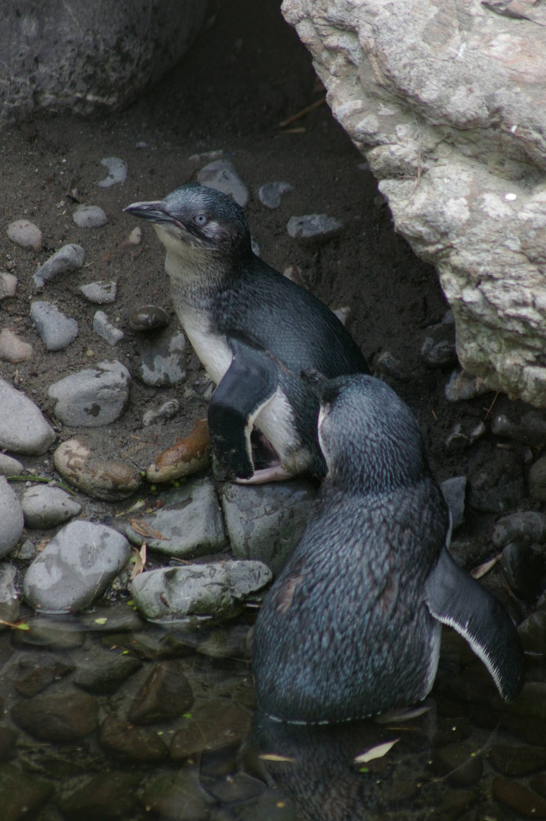 little blue penguins (Eudyptula minor)