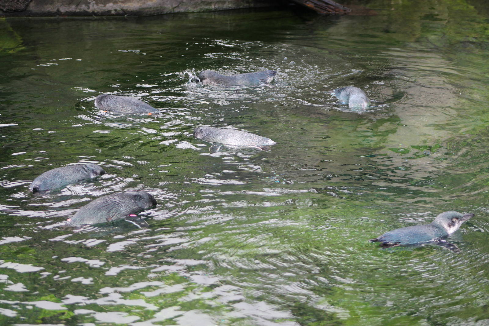 little blue penguins (Eudyptula minor)
