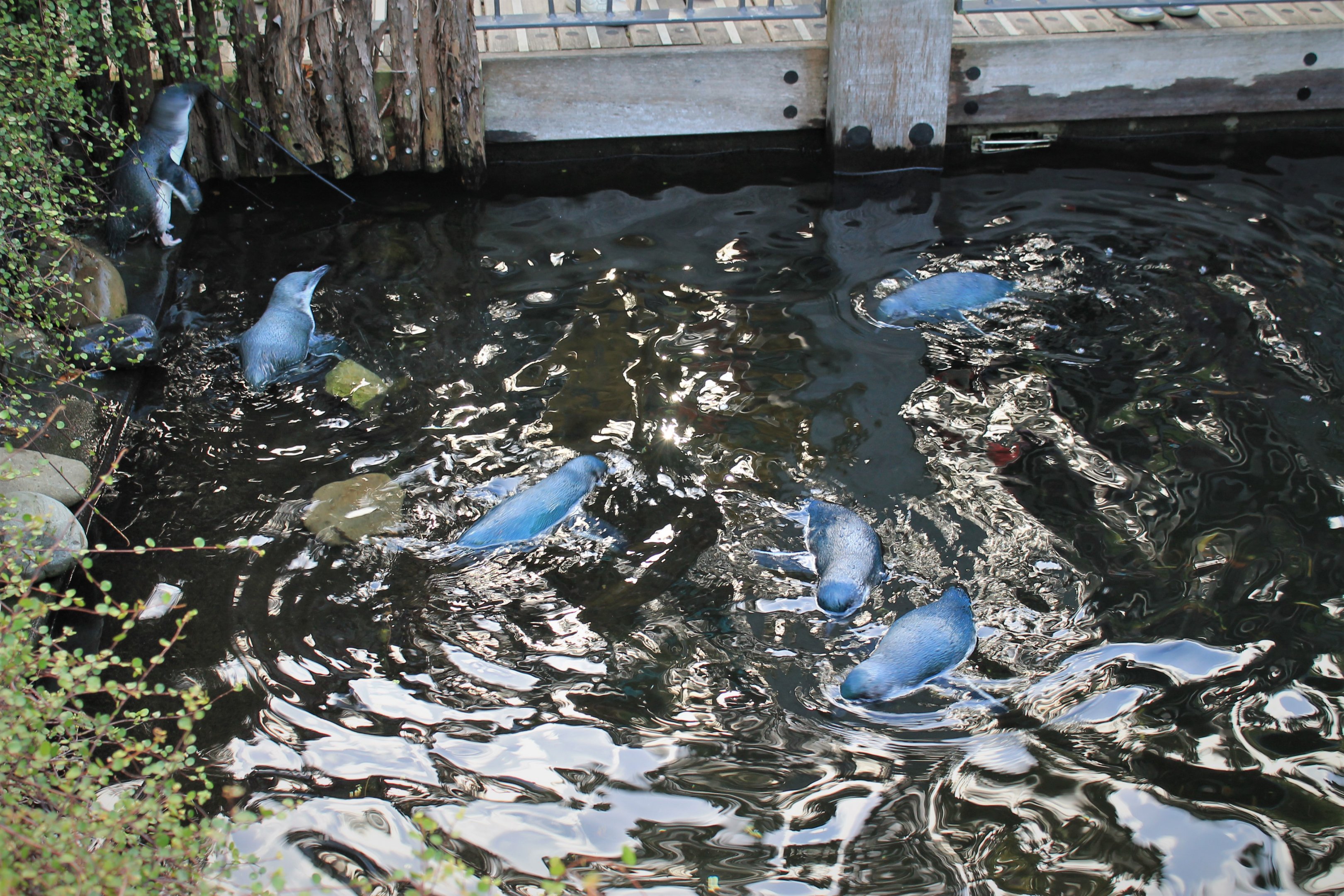 Little Blue Penguins (Eudyptula minor)