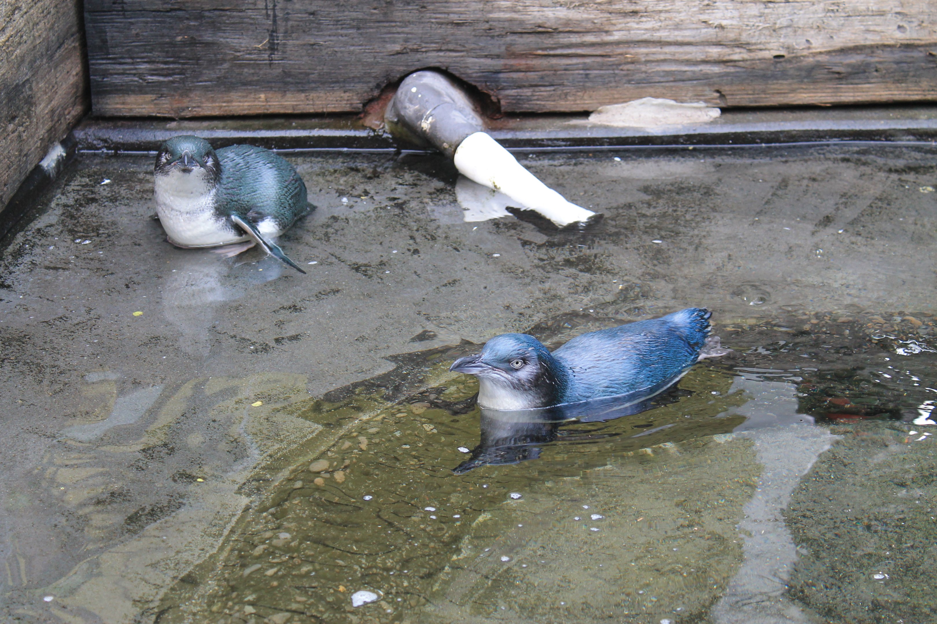 Little Blue Penguins (Eudyptula minor)