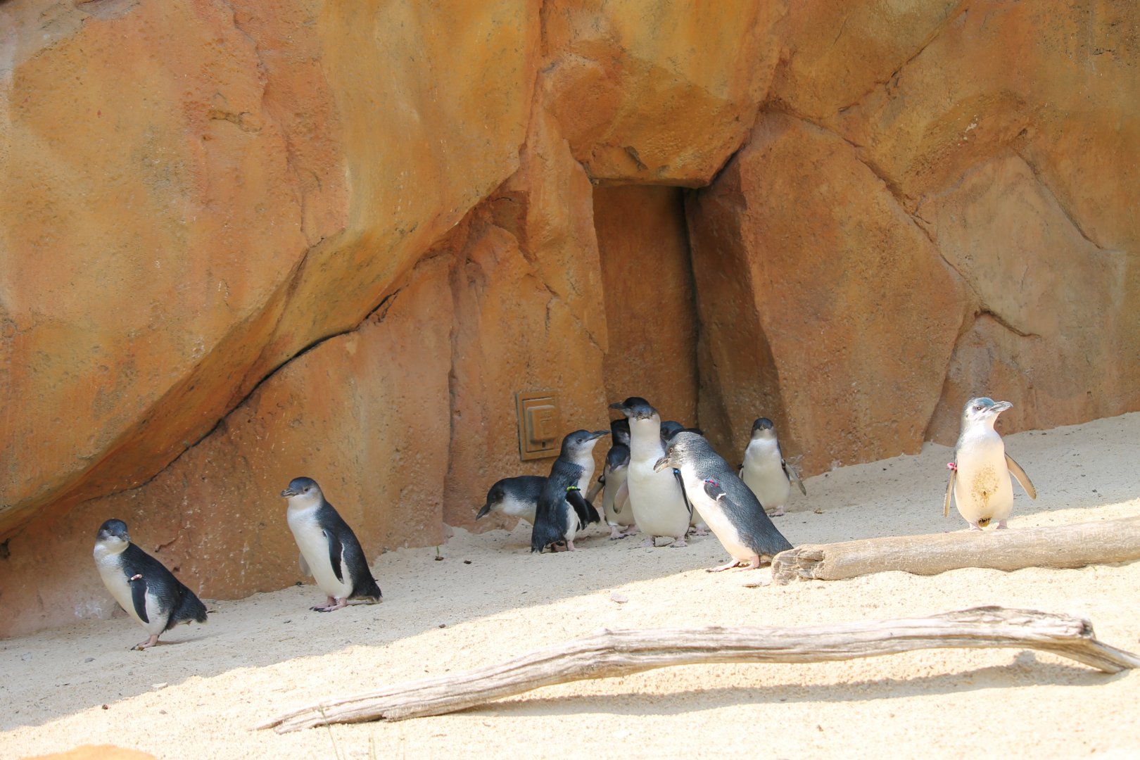 Little blue penguins (Eudyptula minor)