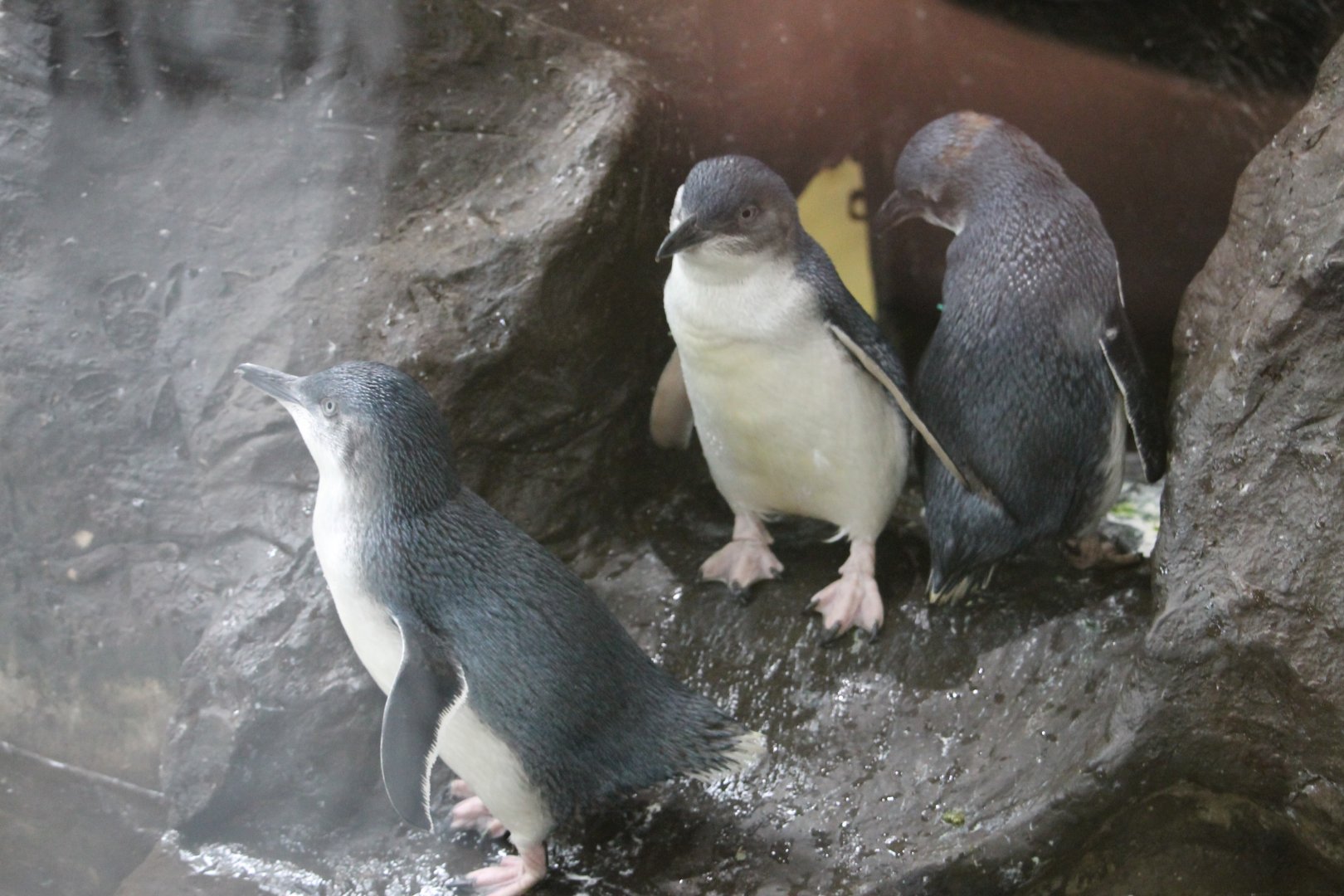 Little Blue Penguins (Eudyptula minor)