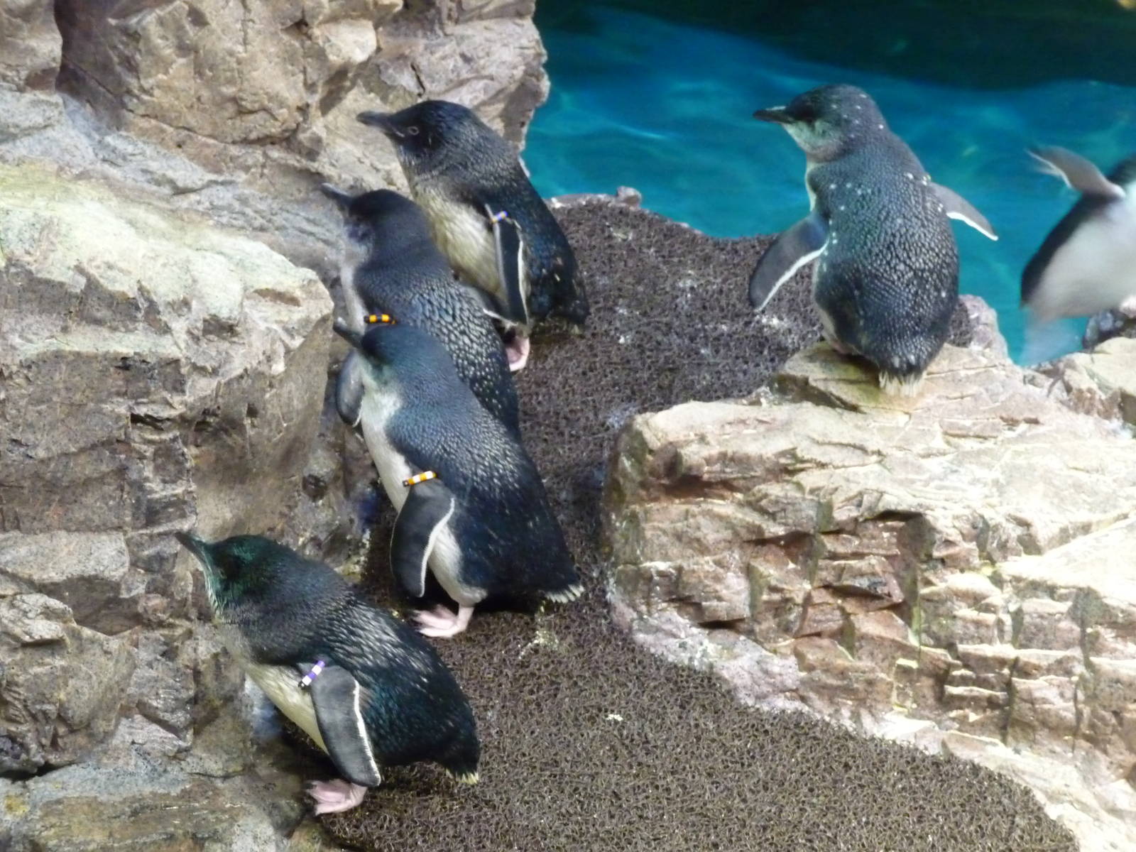Little blue penguins new england aquarium