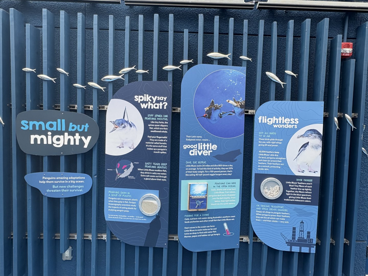 Little Blue Penguins - Signage