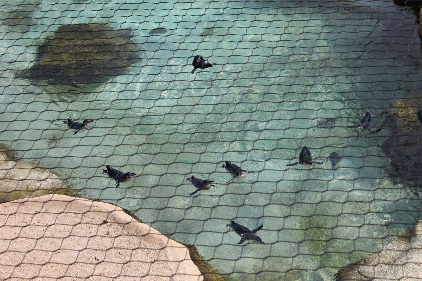 Little blue penguins swimming