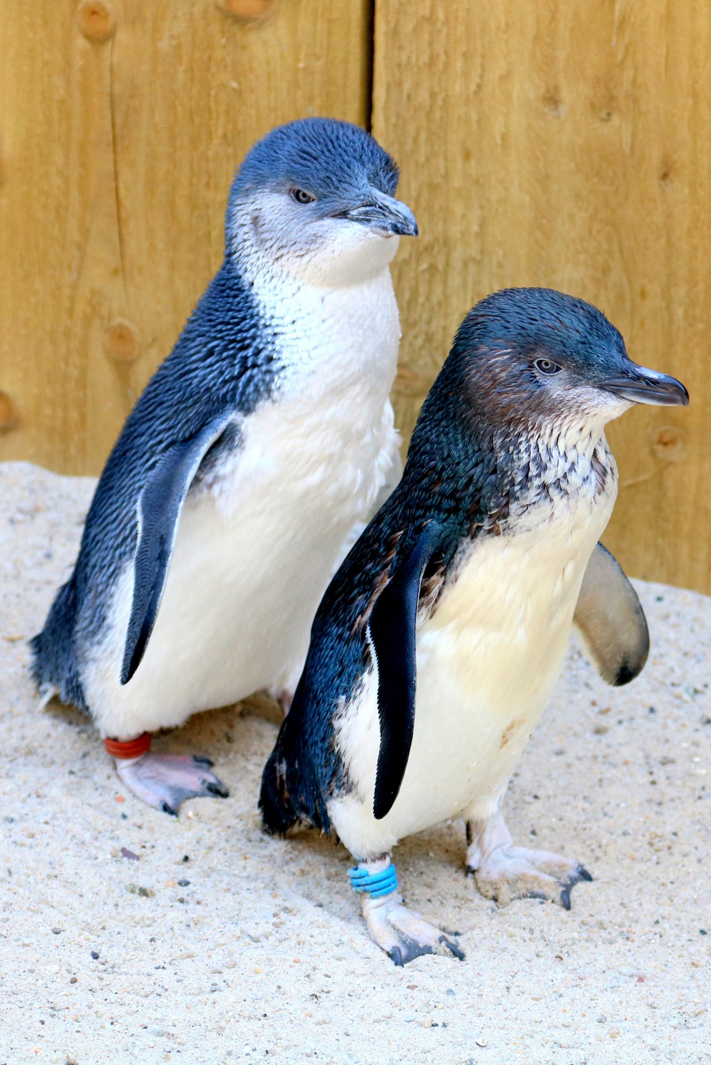Little  blue penguins; Weymouth; 23rd June 2018