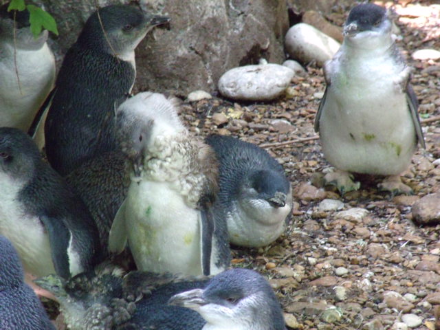 Little Blue Penguins