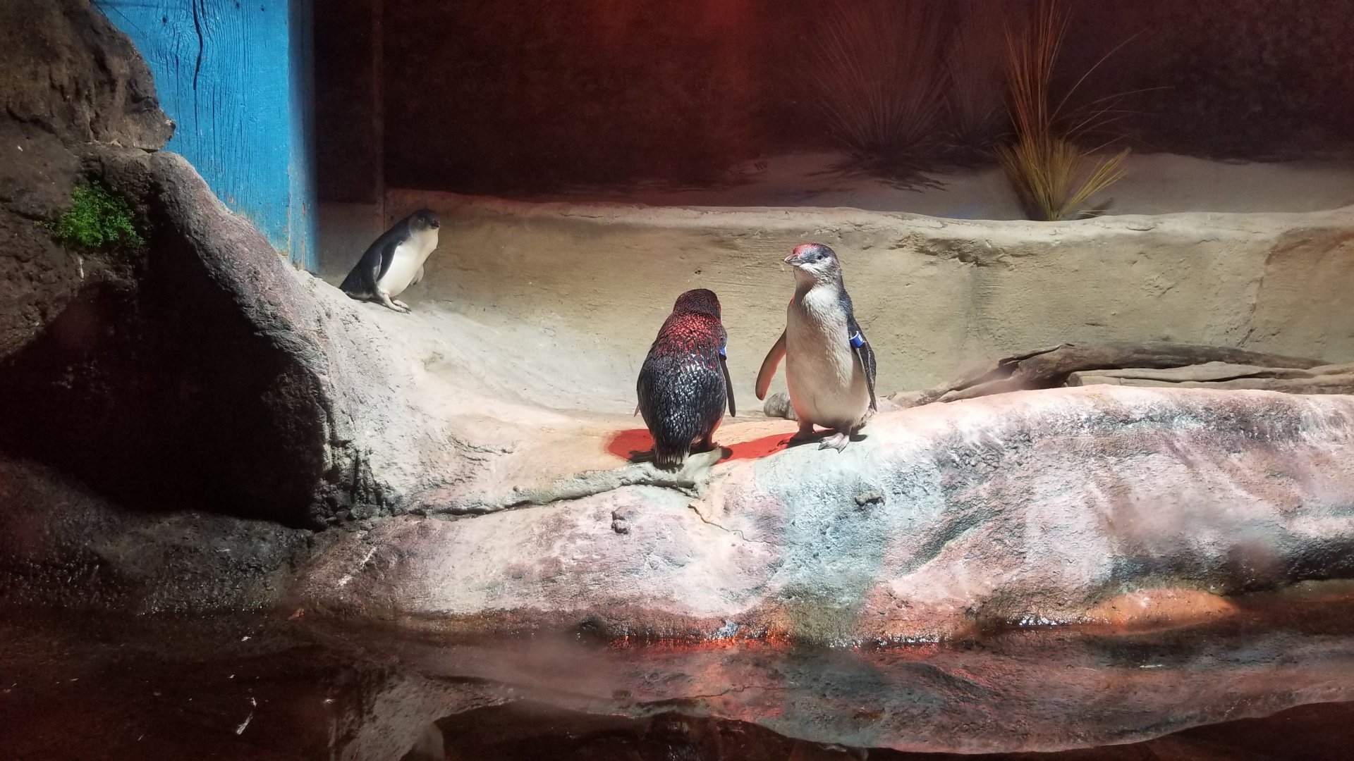 Little blue penguins