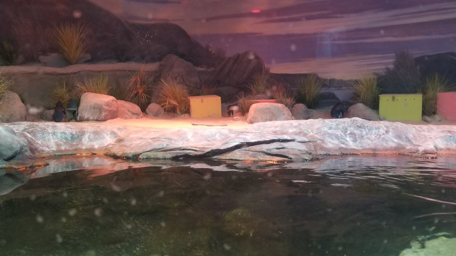 Little blue penguins