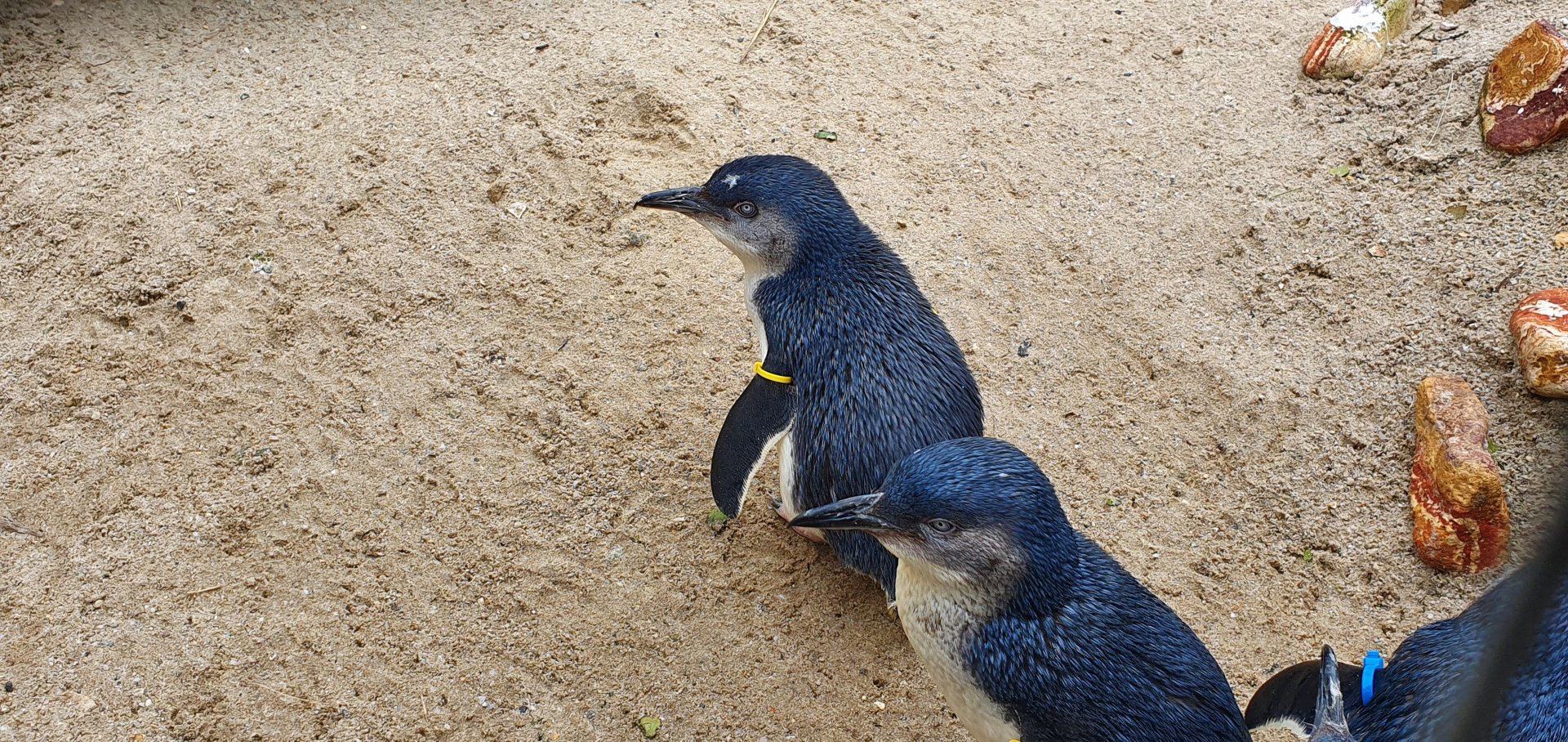 Little blue penguins
