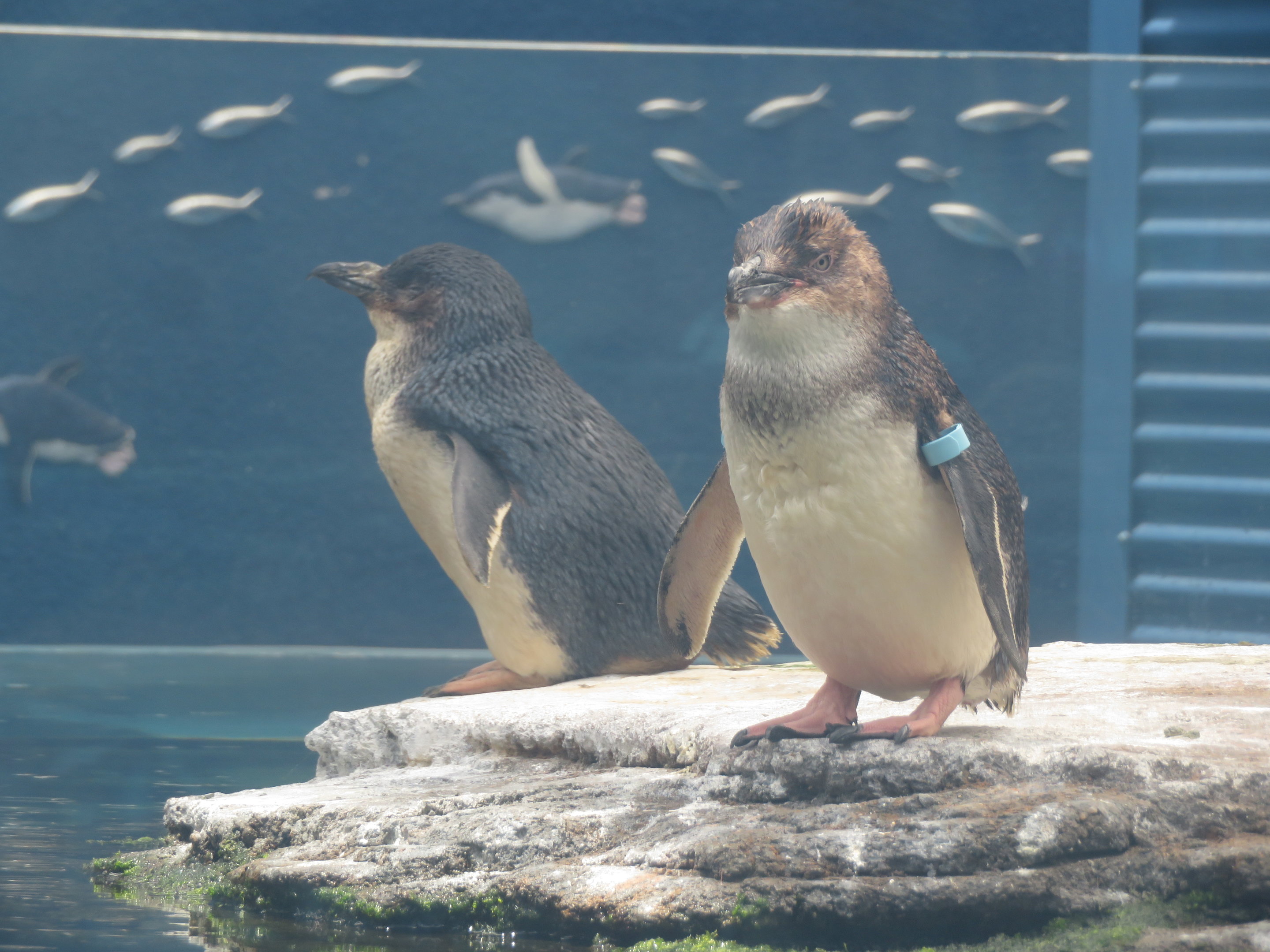 Little Blue Penguins